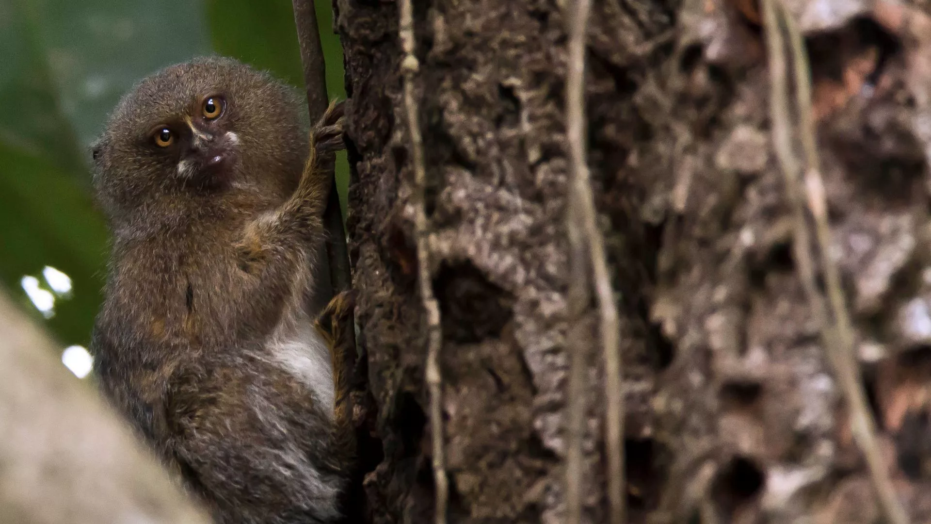 Pygmy Marmoset. Good Nature Travel Blog