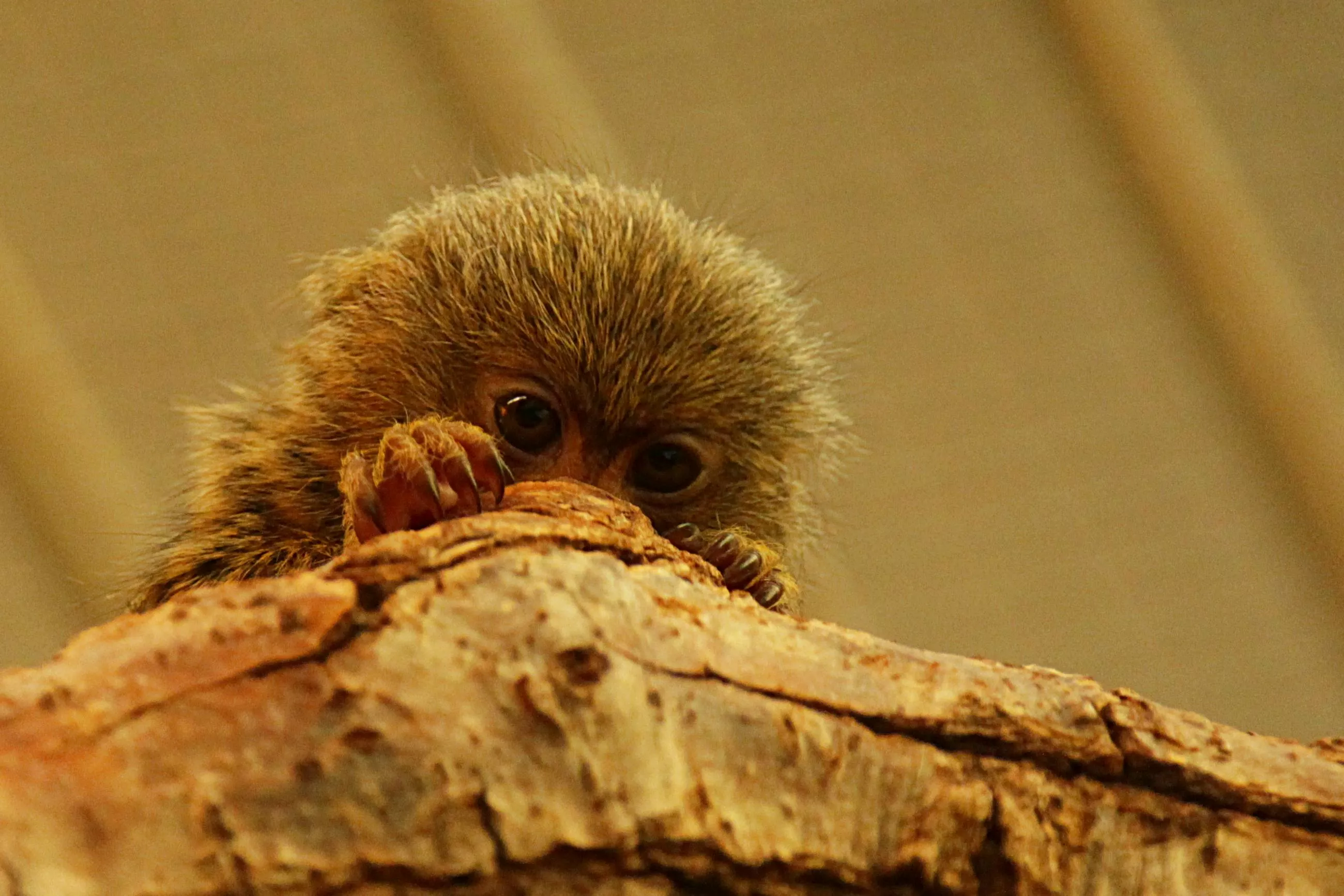 Little fluffy pygmy marmoset on tree
