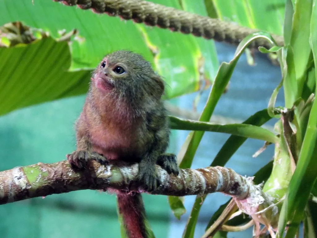 Pygmy Marmoset. Taken at Rodbaston