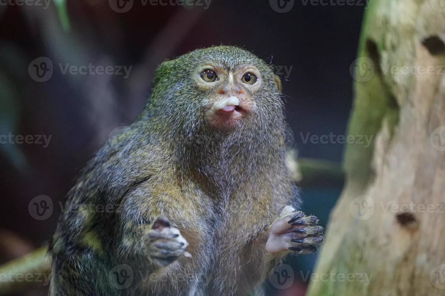 Pygmy Marmoset Image