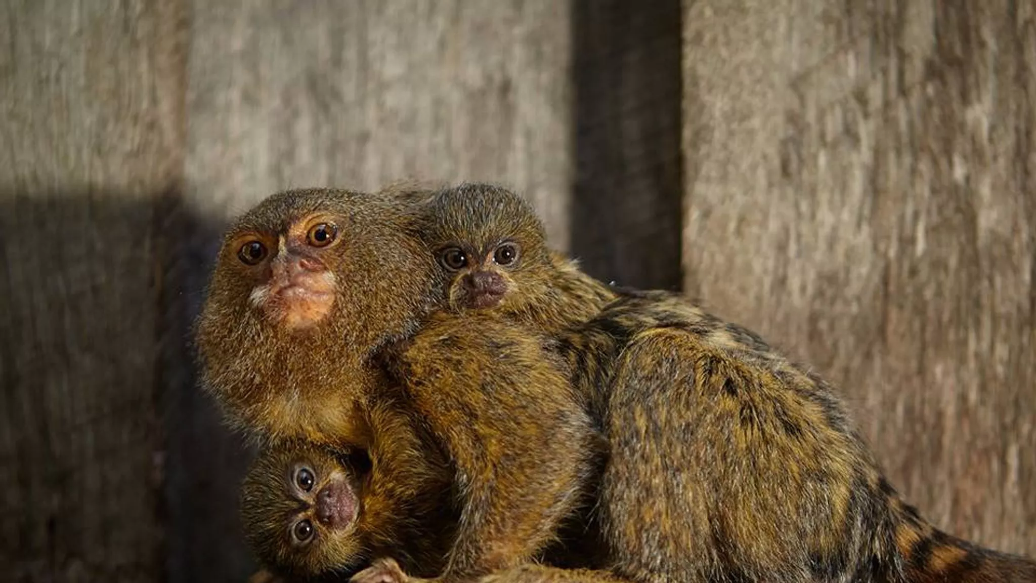 Stolen pygmy marmoset baby reunited