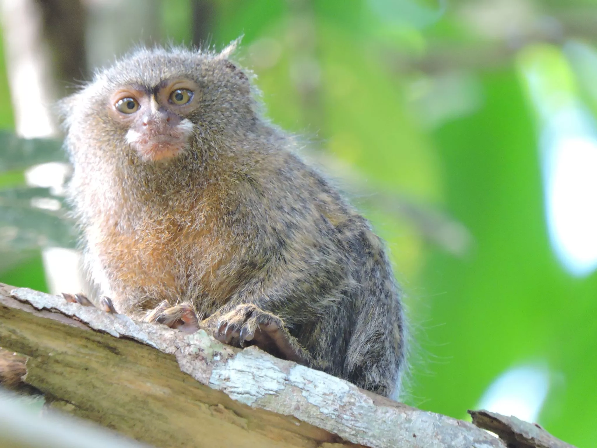 Western Pygmy Marmoset Cebuella
