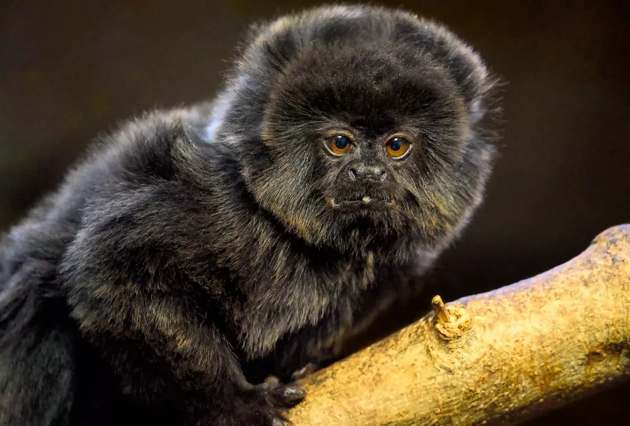Marmoset & Marmoset Image