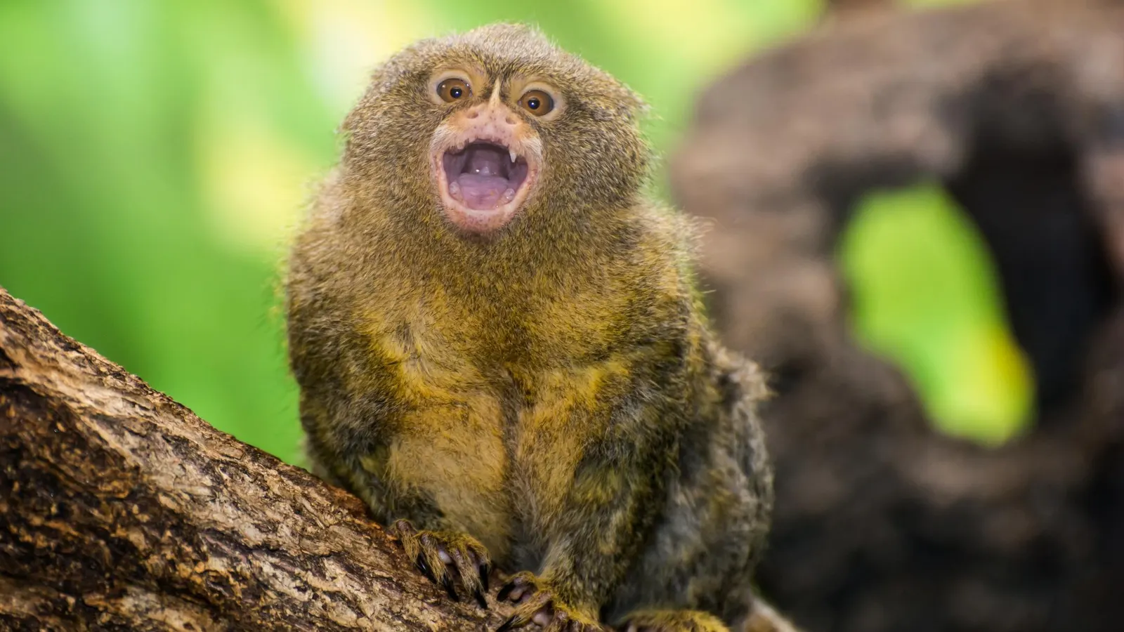 Five Fascinating Monkey Species—And