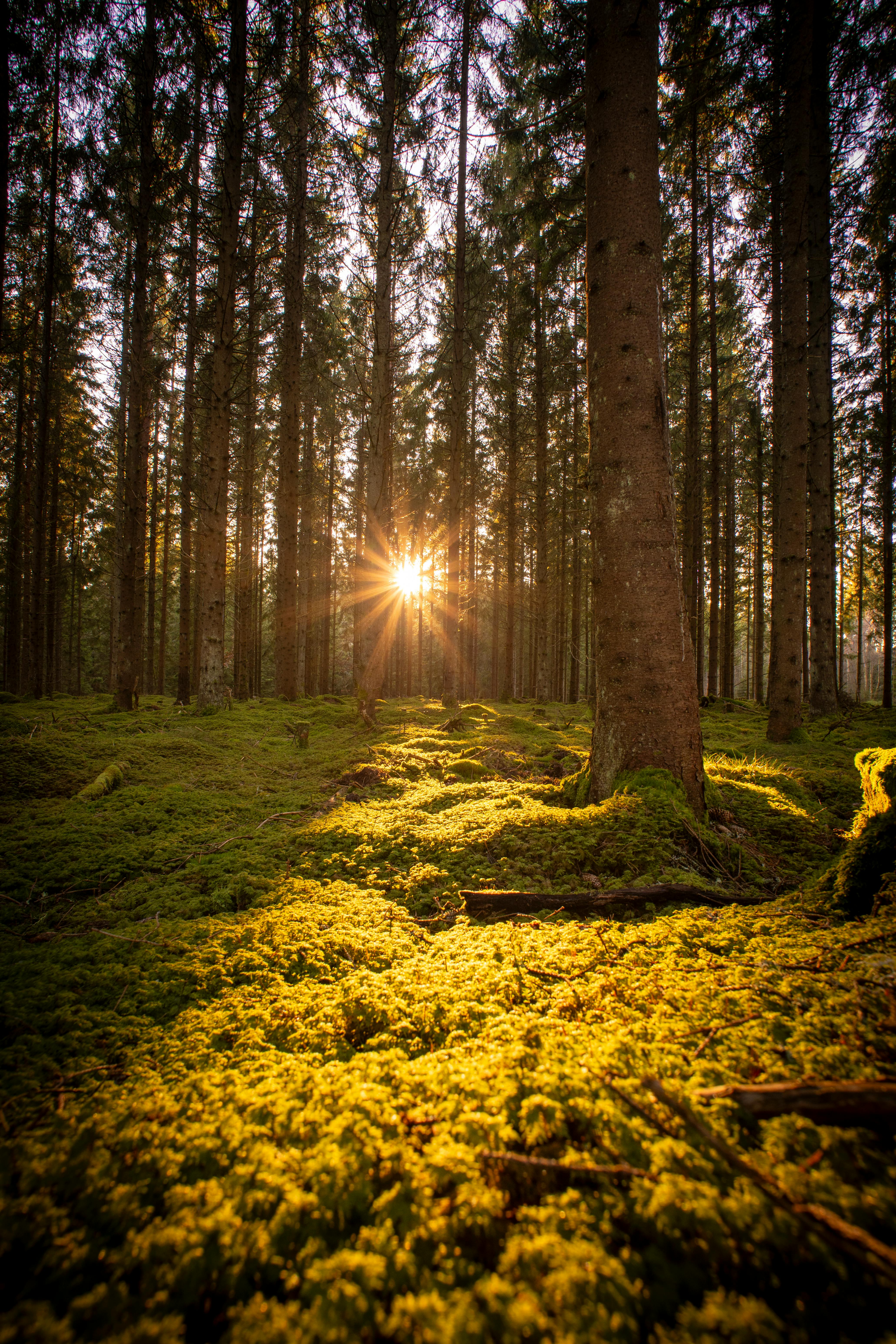 Forest With Sunlight · Free