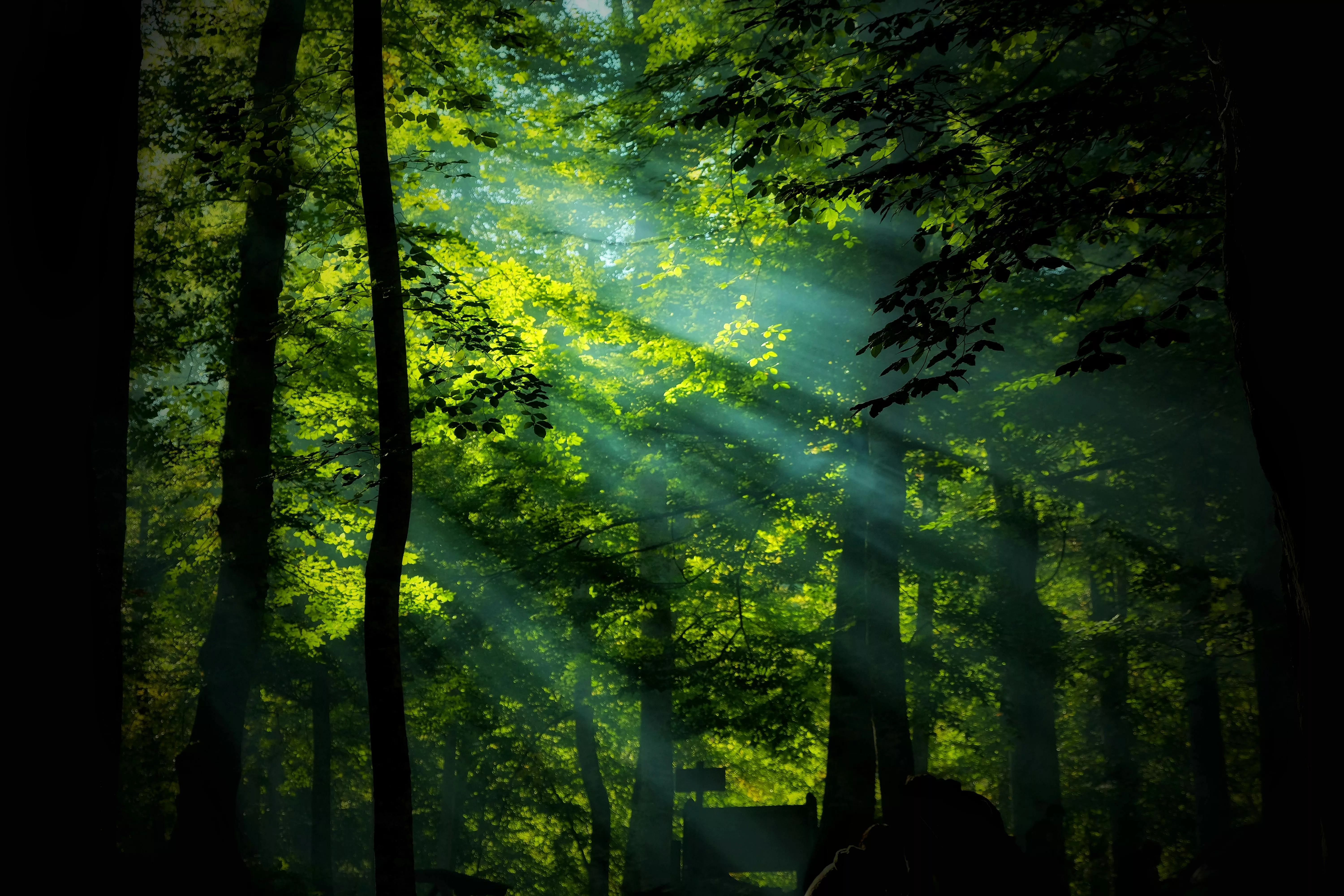 Forest With Sunlight · Free