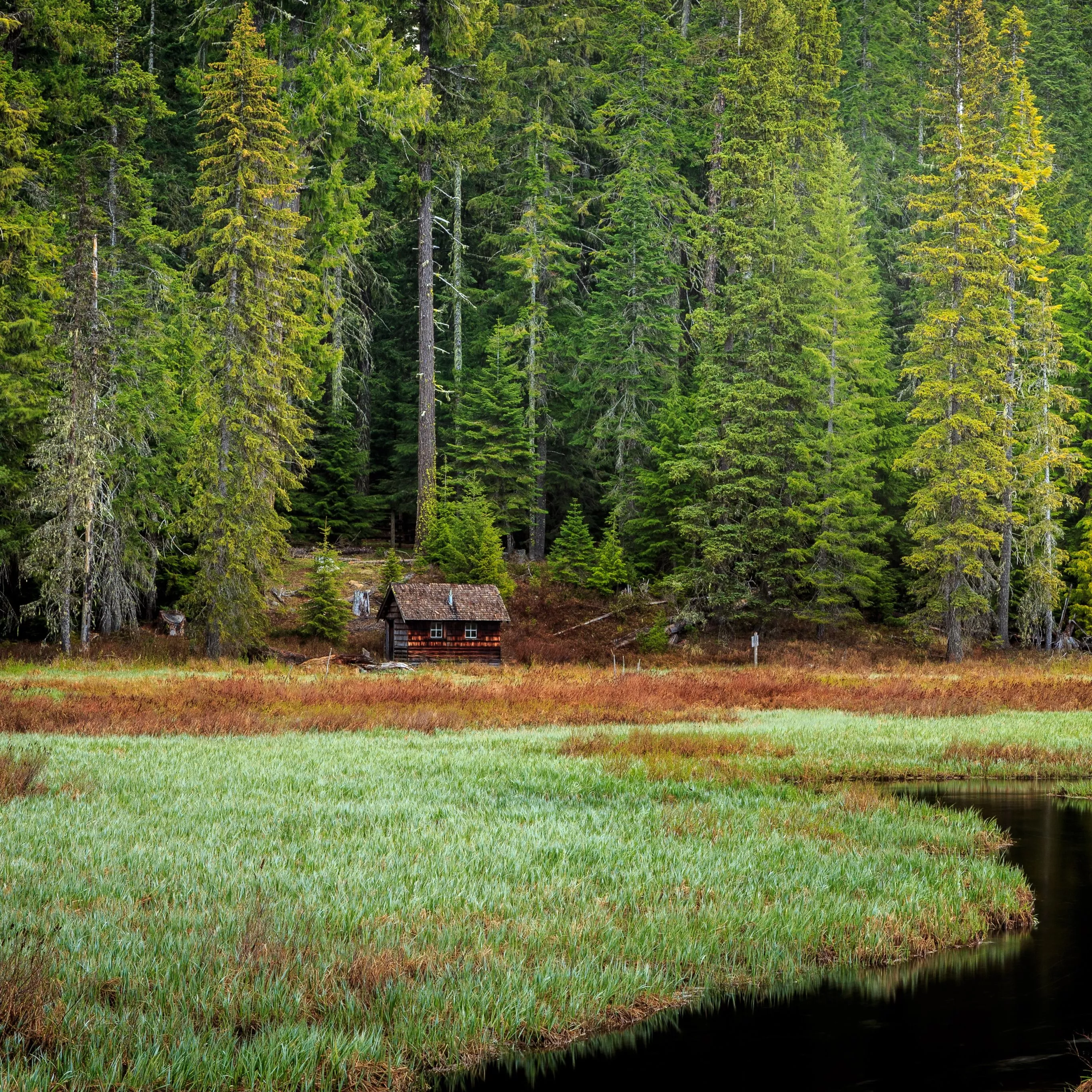 Timothy Lake Wallpaper 4K, Forest