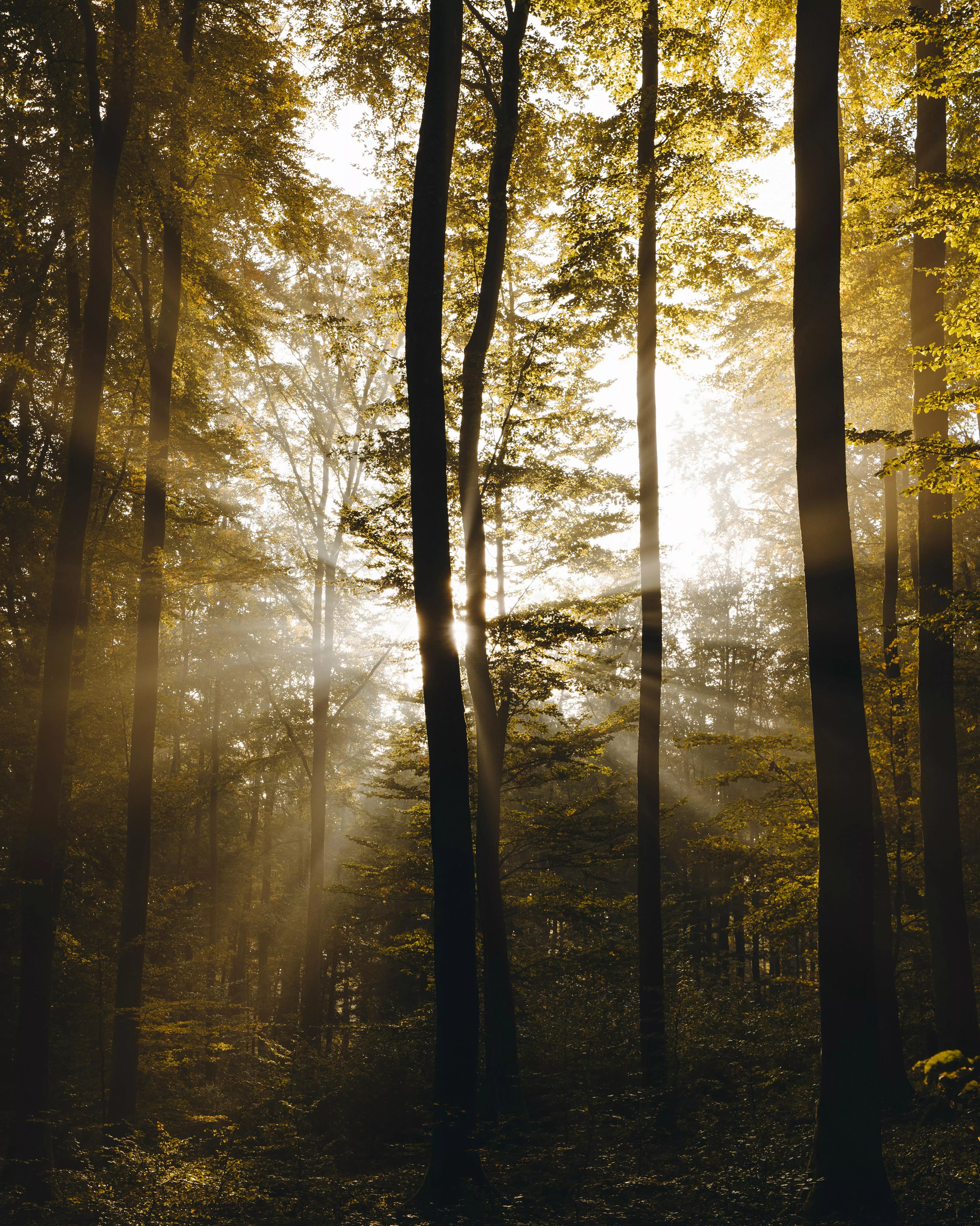 Forest With Sunlight · Free