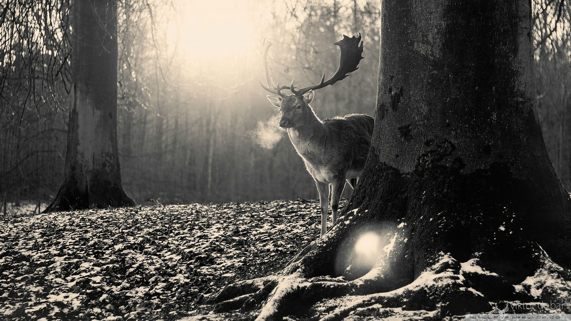 Deer grayscale photo, forest clearing
