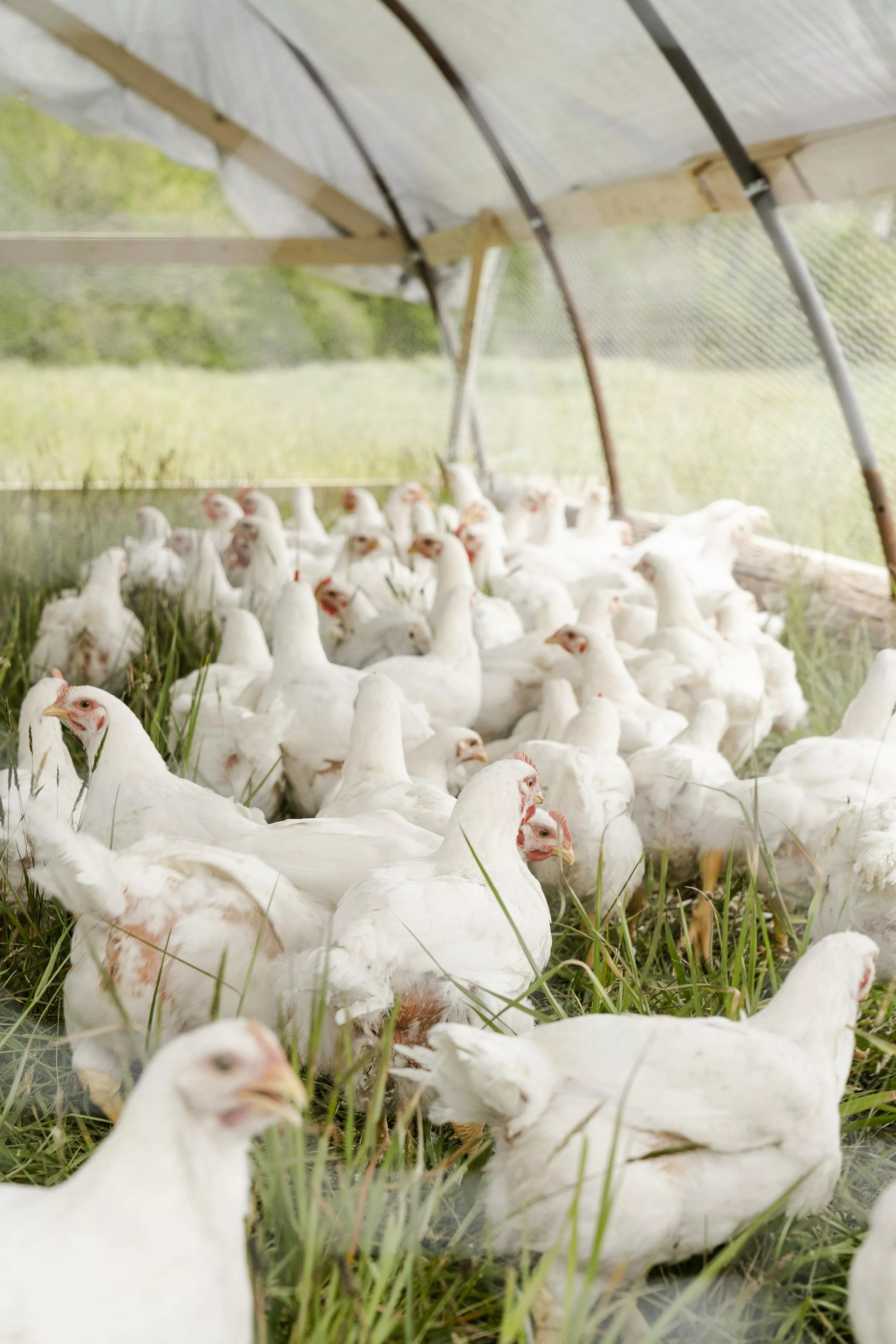 Chicken Farm Picture. Download Free