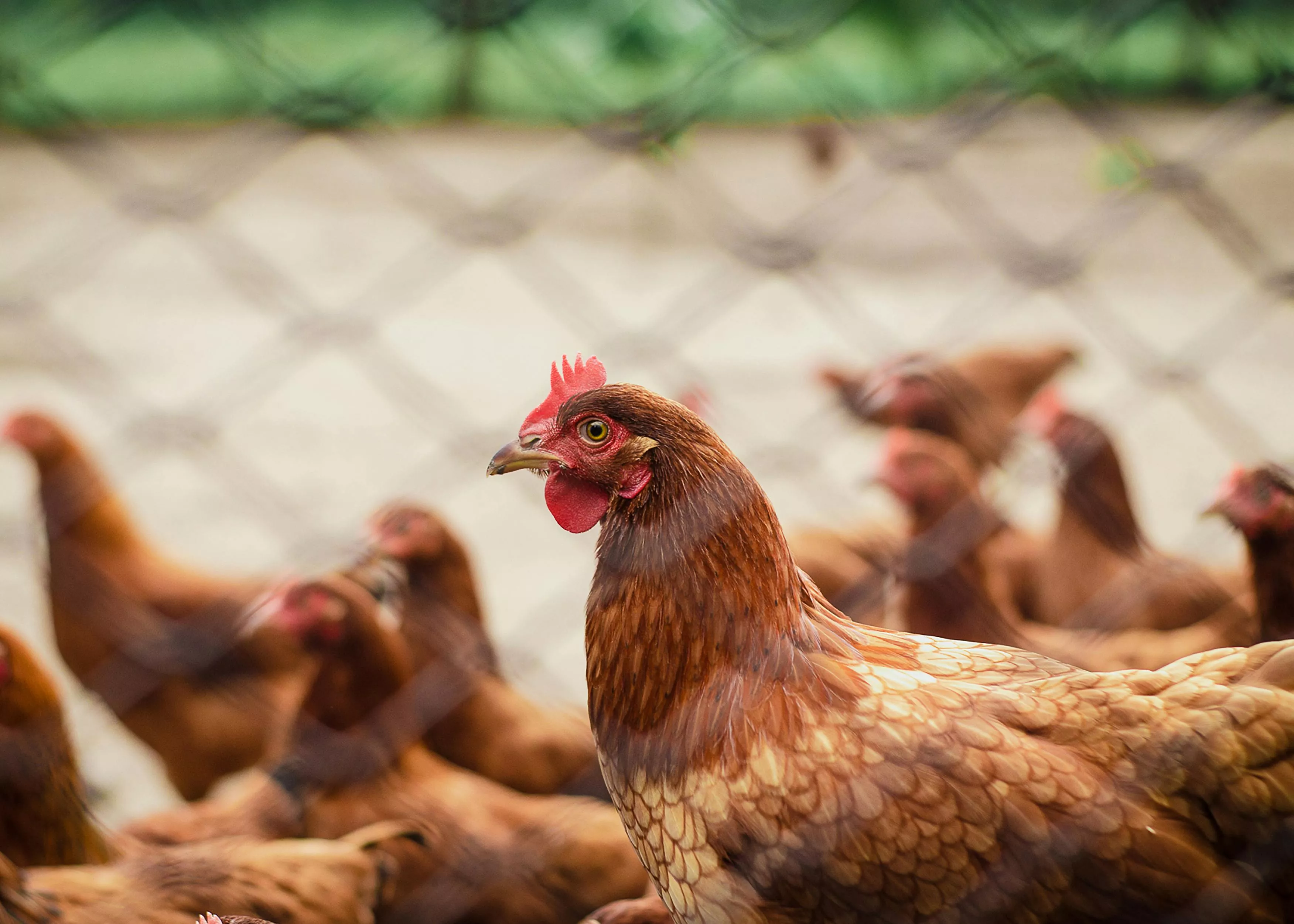 Chicken Farm Photo, Download The BEST