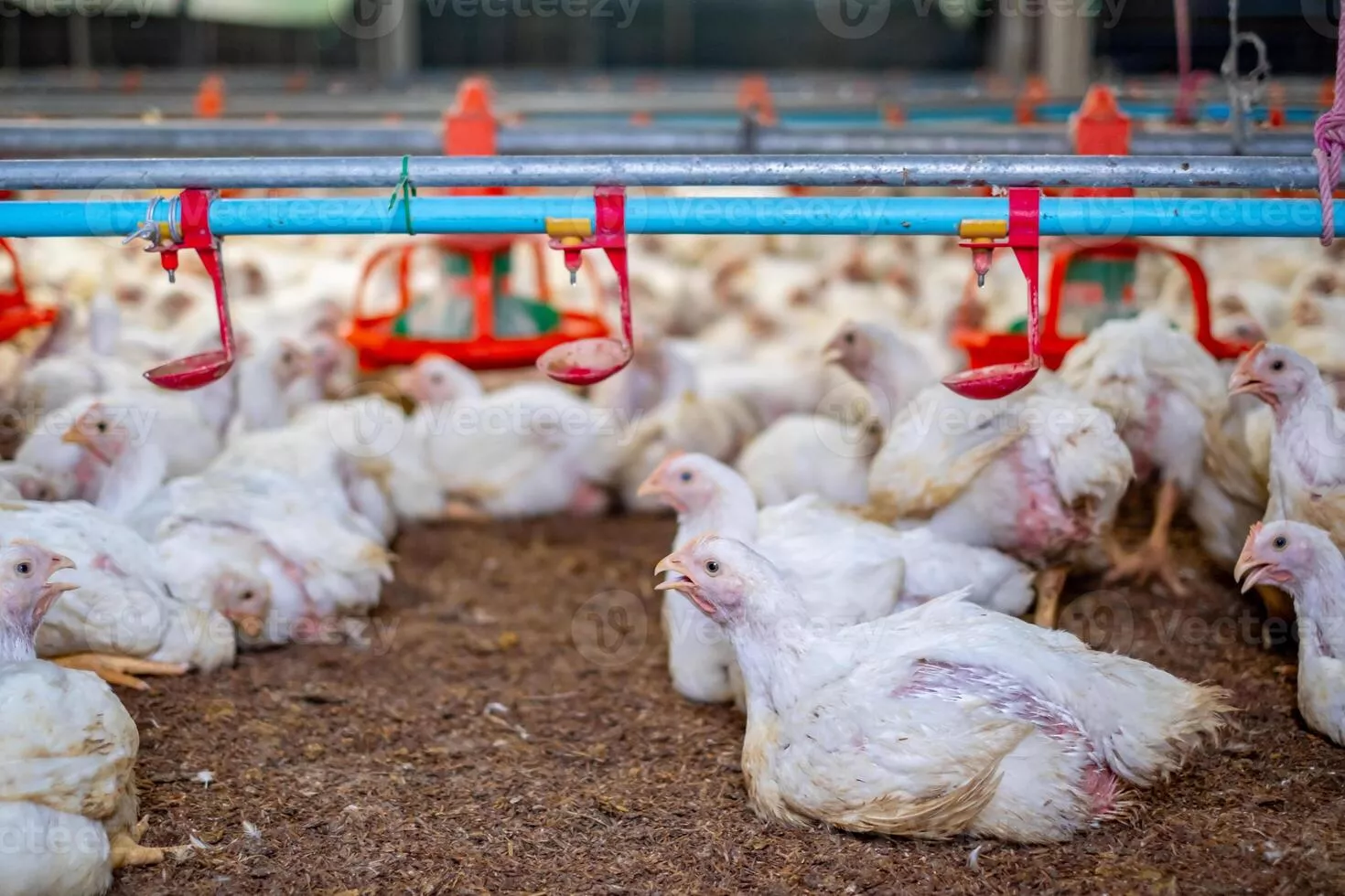 White Chicken Farm Image