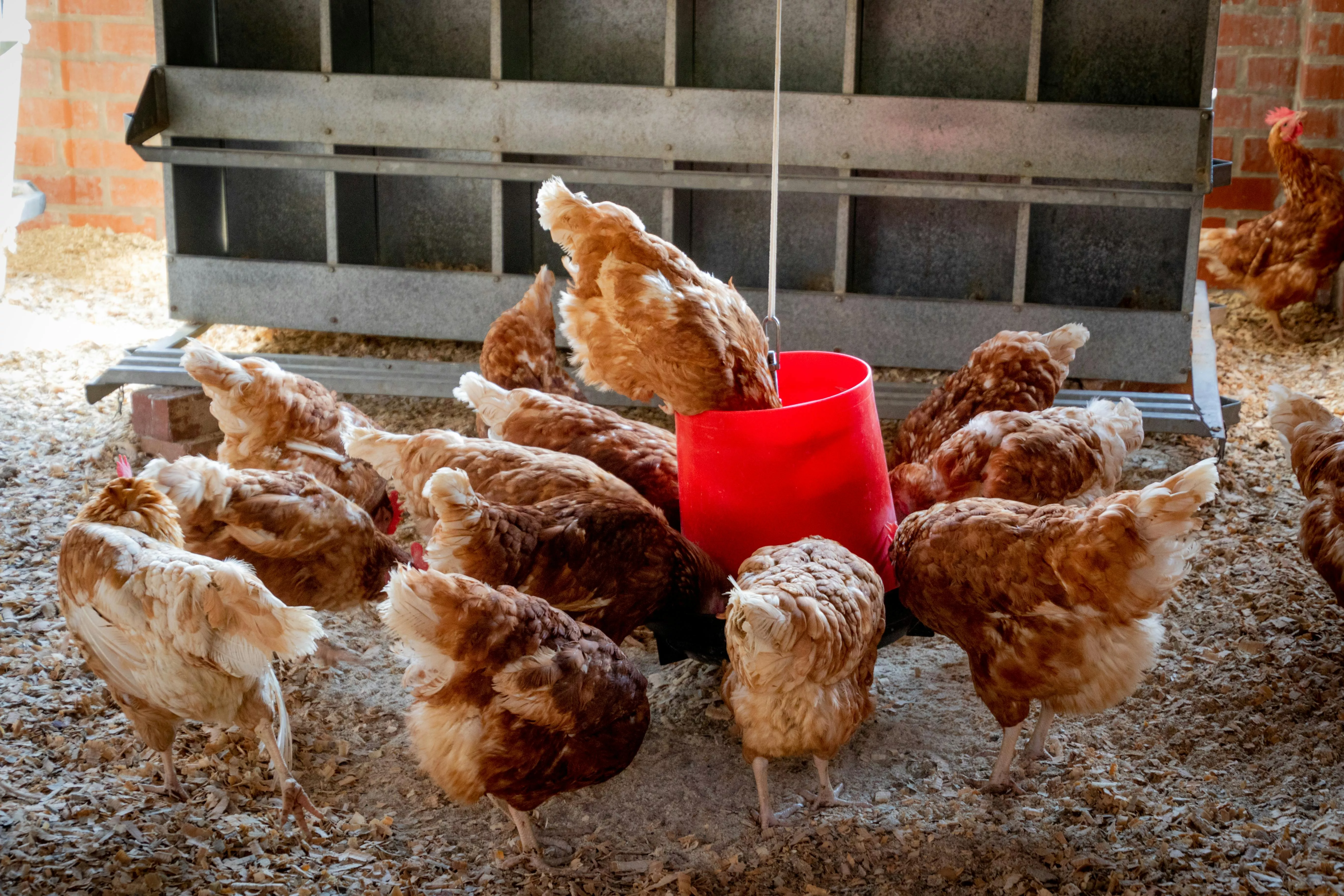 Chicken Farm Photo, Download The BEST