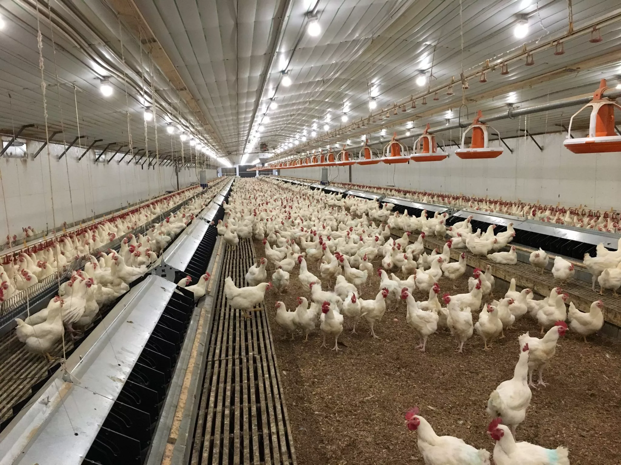 Commercial Broiler Industry