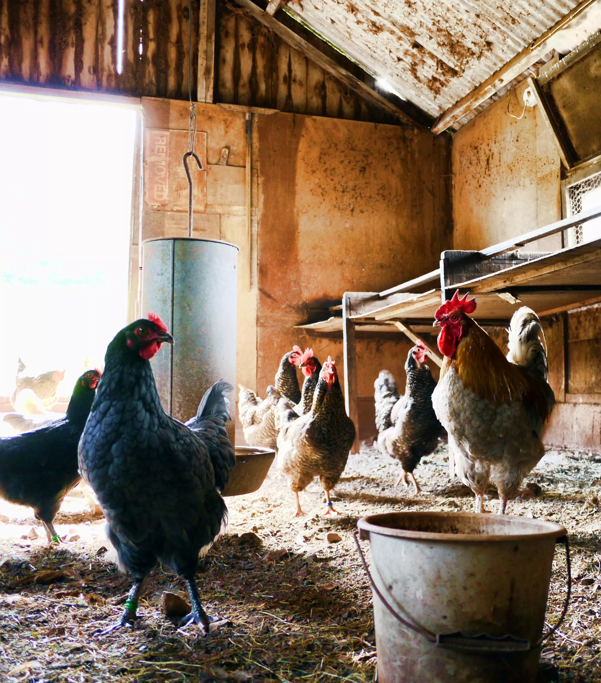 Chicken Farm Photo, Download The BEST