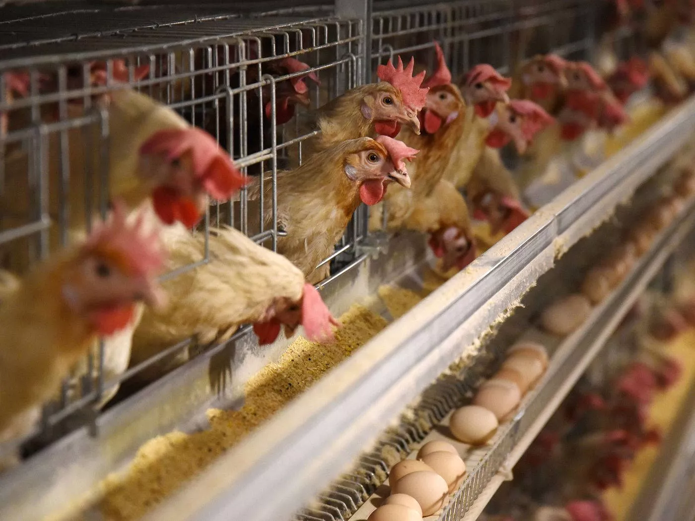 Download Poultry Hen Wallpaper