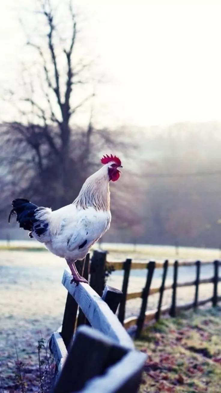Idyllic Image of Americana: Life