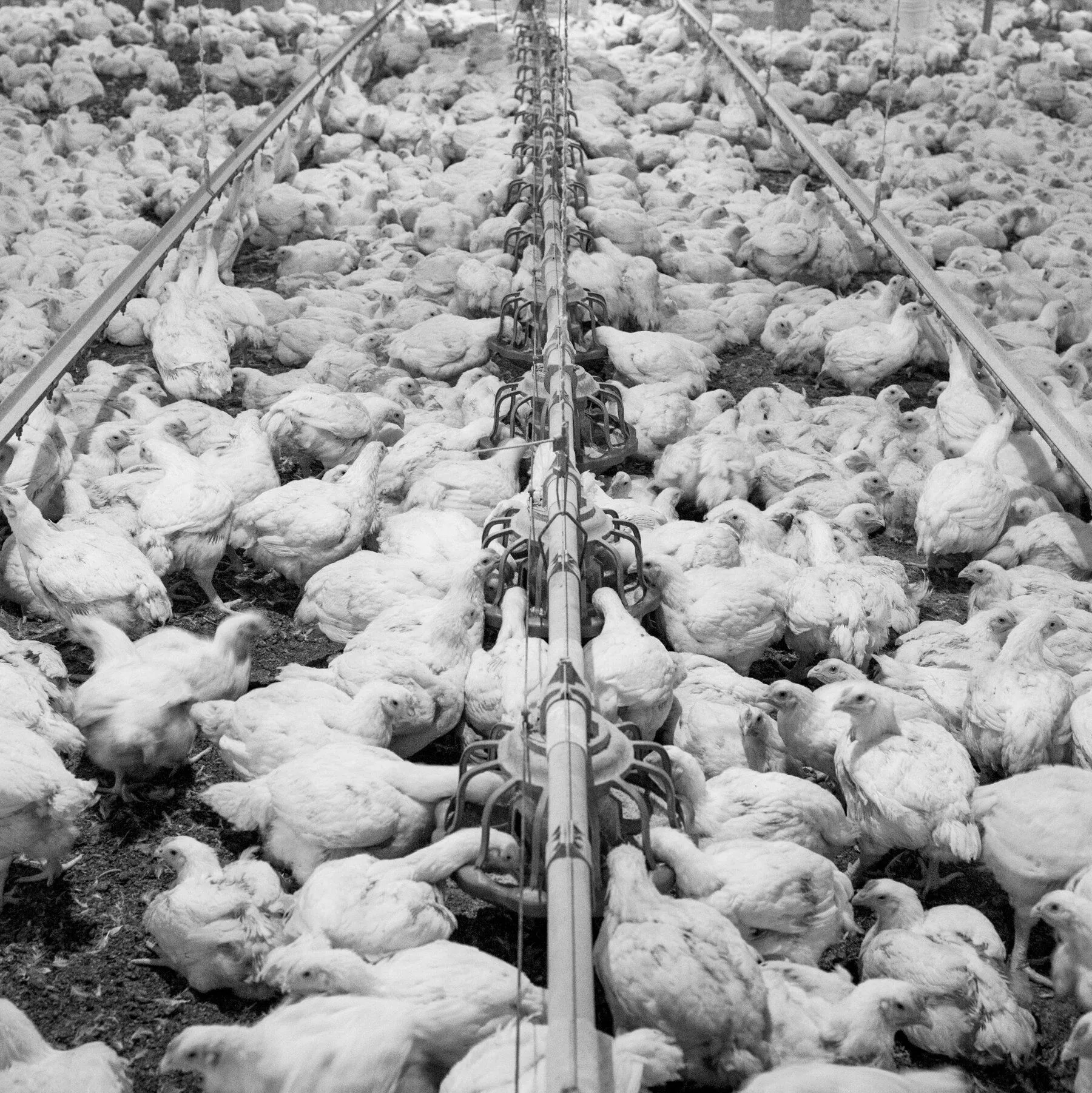 Opinion. A Good Reason for Rural Rage