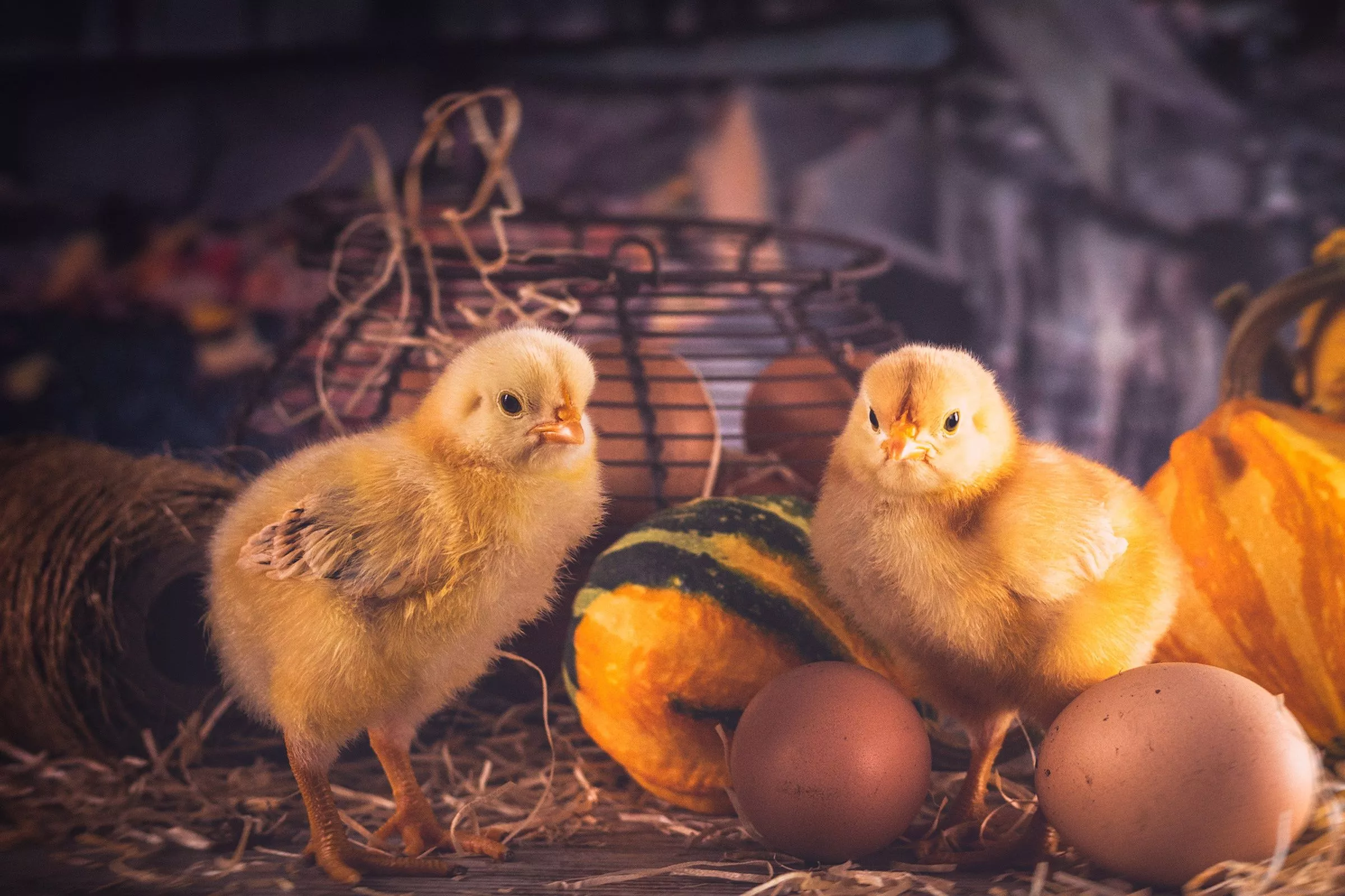 Download Animal Chicken HD Wallpaper