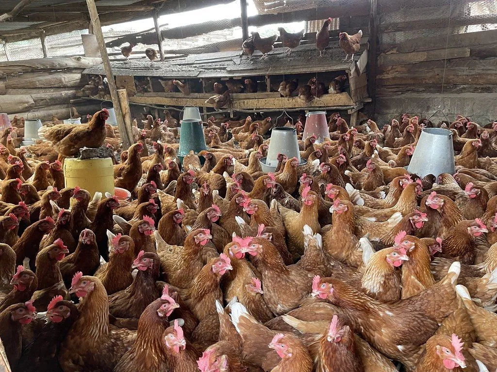 Poultry farming in Kiambu, Kenya