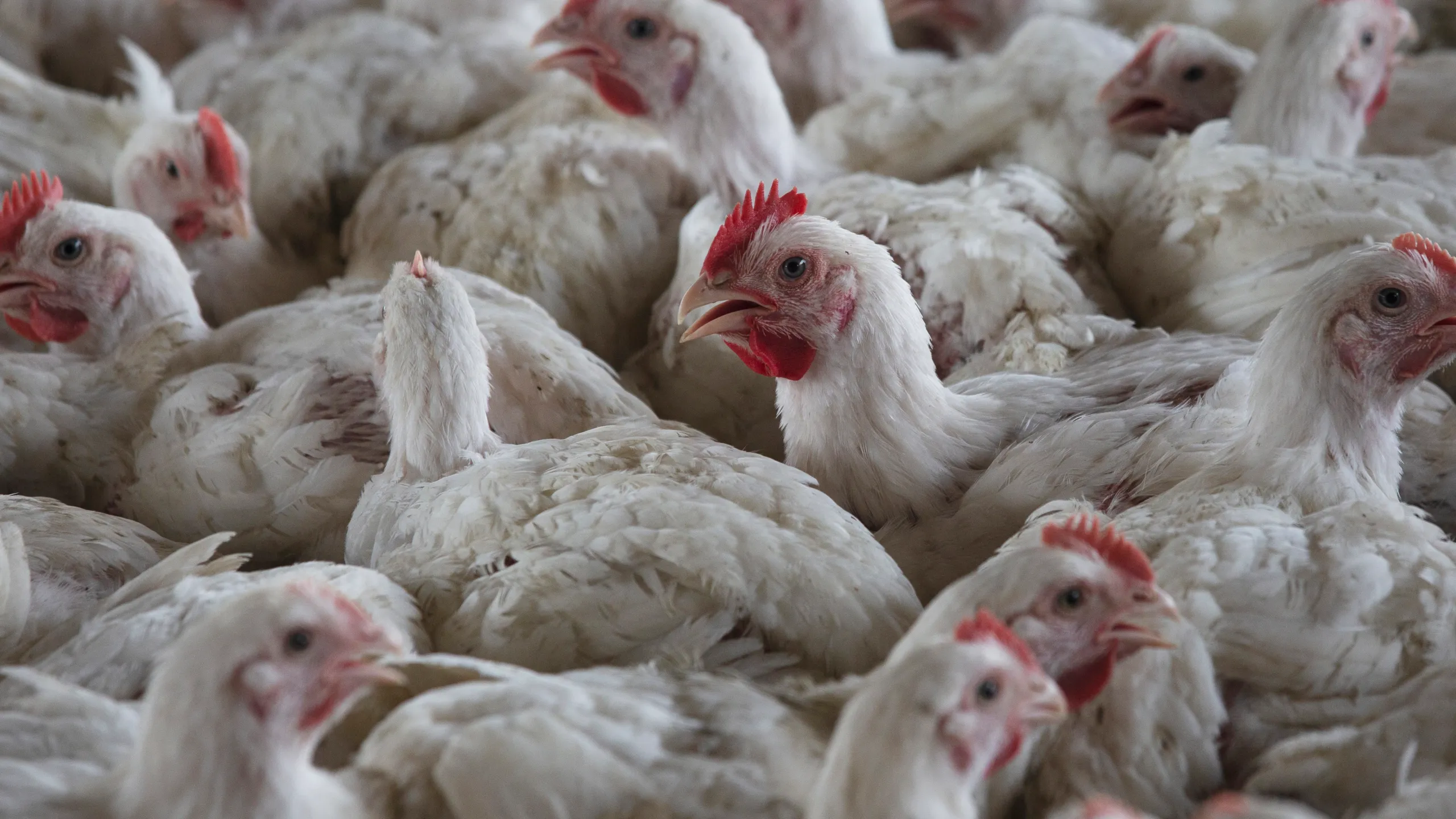 Highly pathogenic avian flu detected at