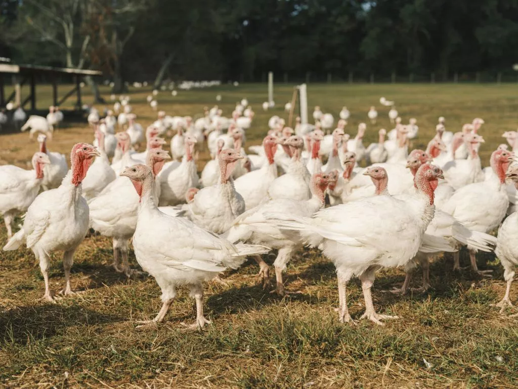 Miloski Poultry Farm