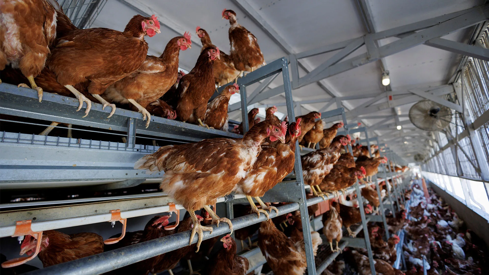 Tyson factory closures force chicken