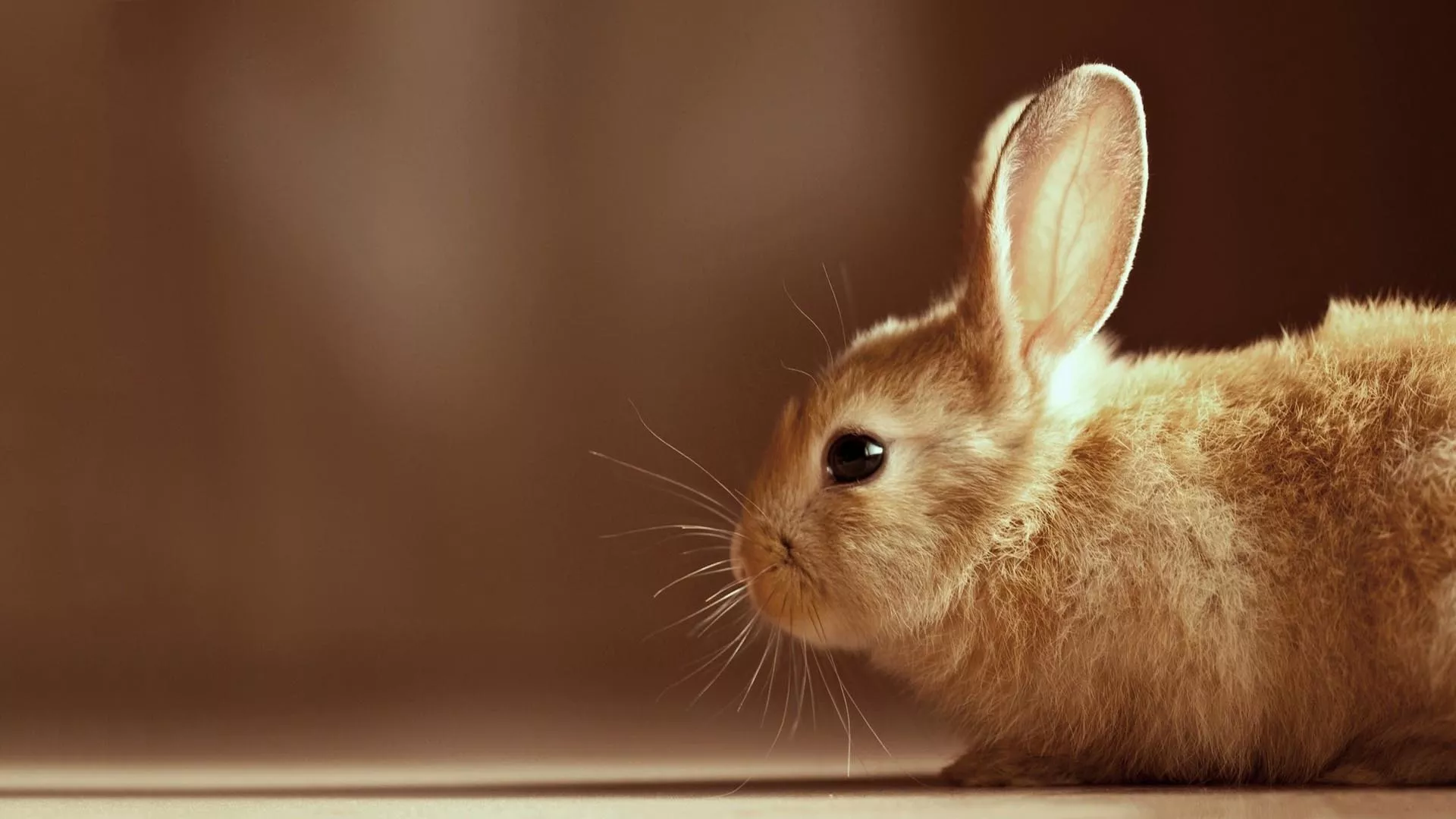 Download Animal Rabbit HD Wallpaper