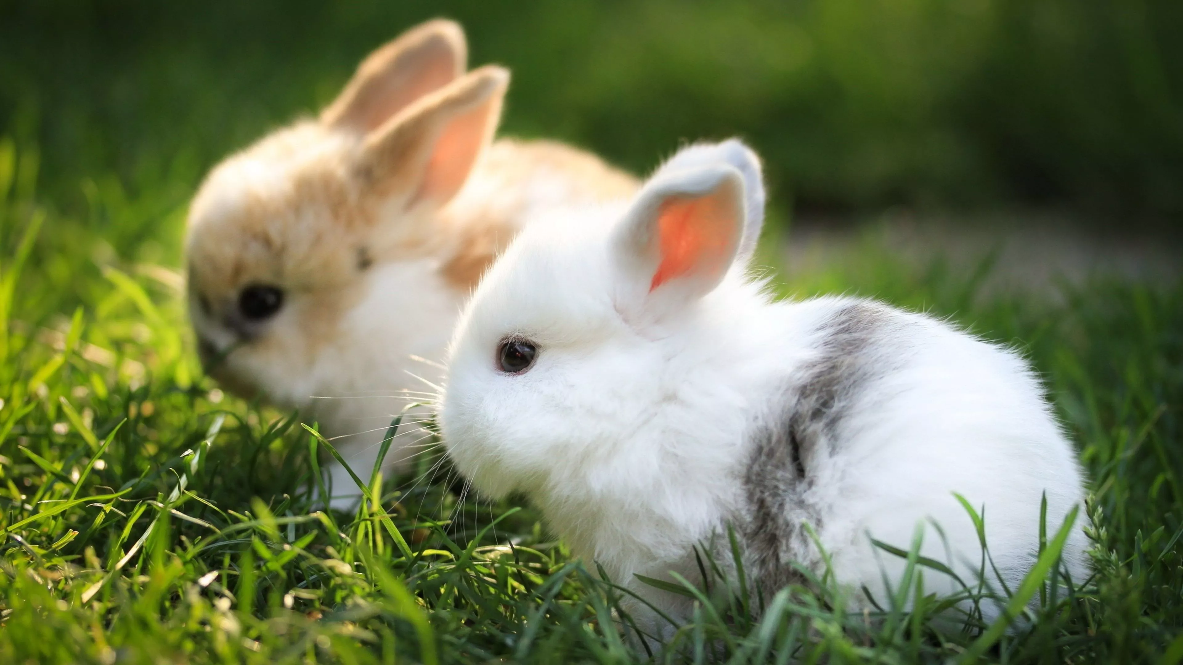 Cute Bunnies 4K Wallpaper. HD