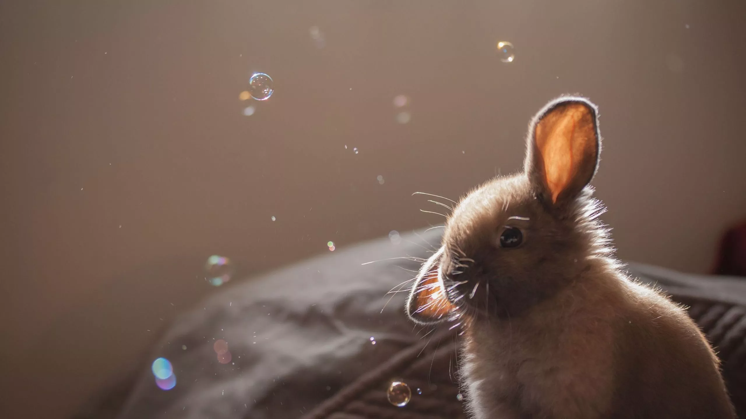Cute Brown Rabbit Is Watching Bubbles