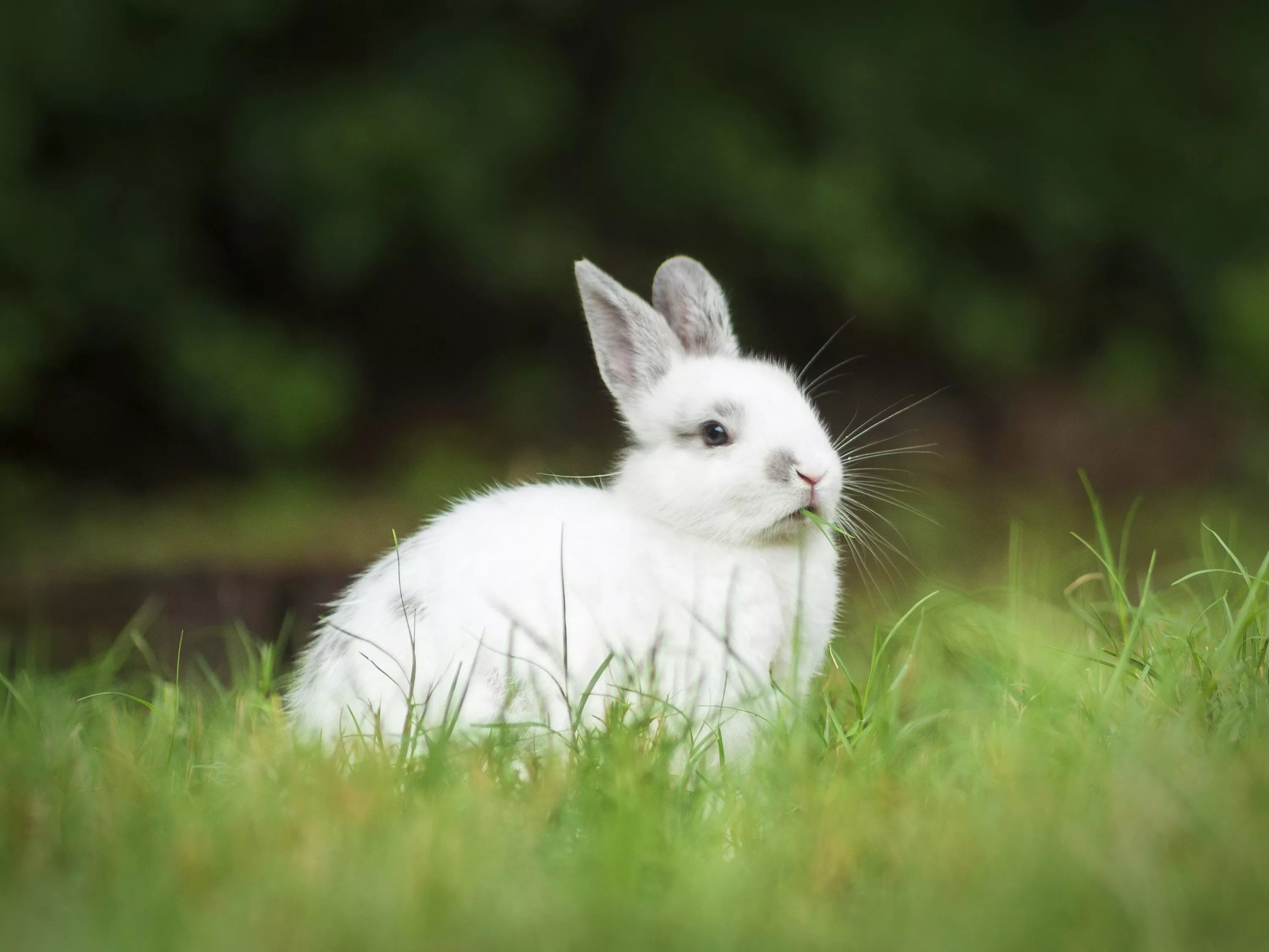 White rabbit on green grass during