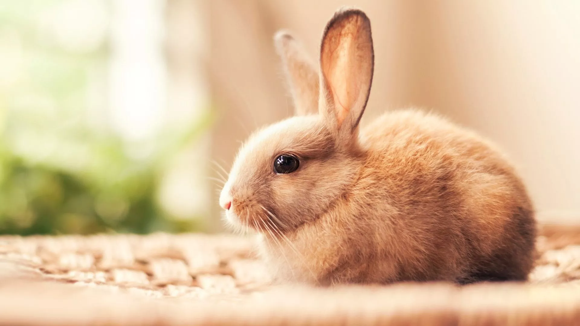 Rabbit Wallpaper Rabbit