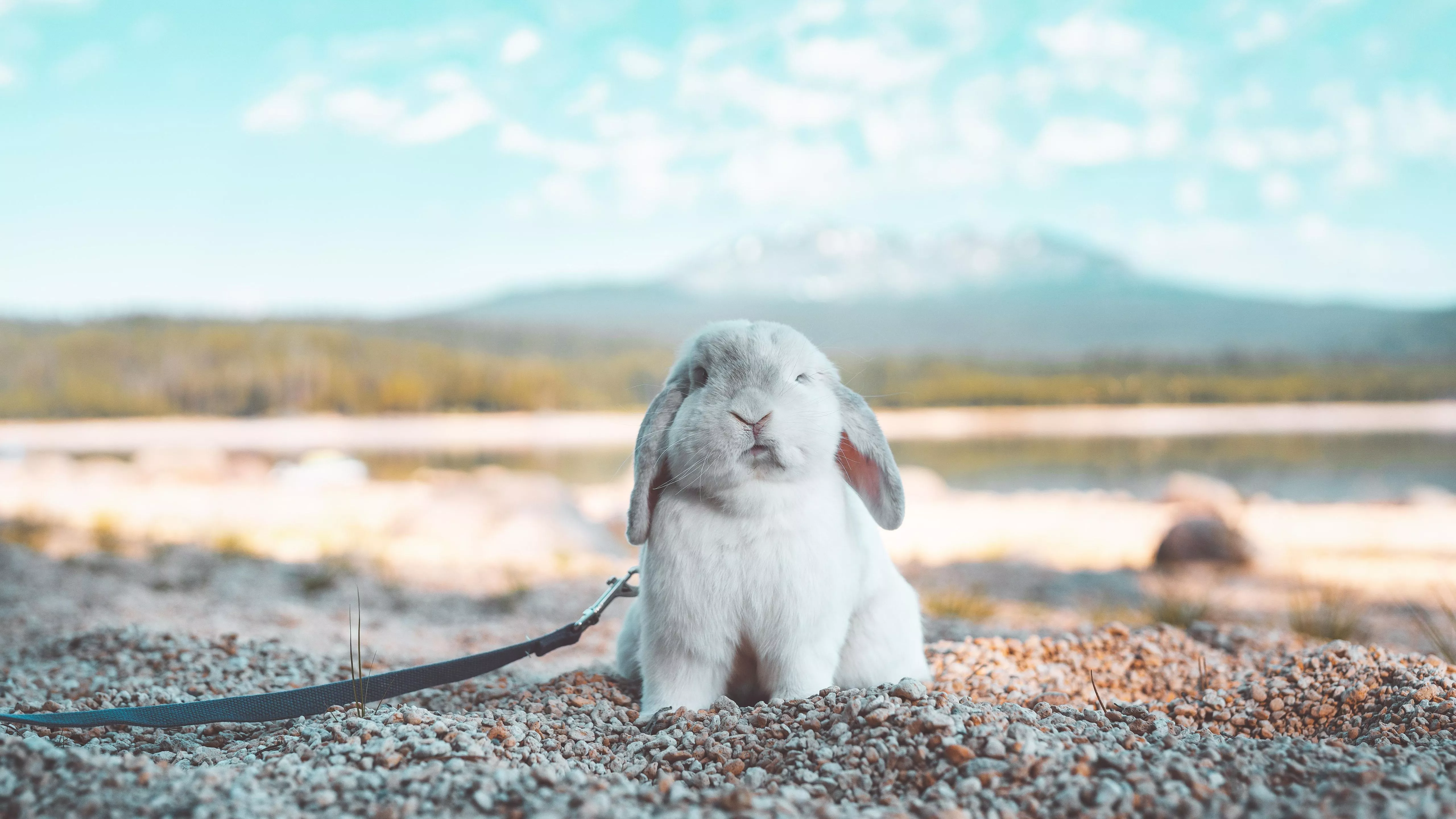 White Bunny Rabbit On Stones 4K 5K HD