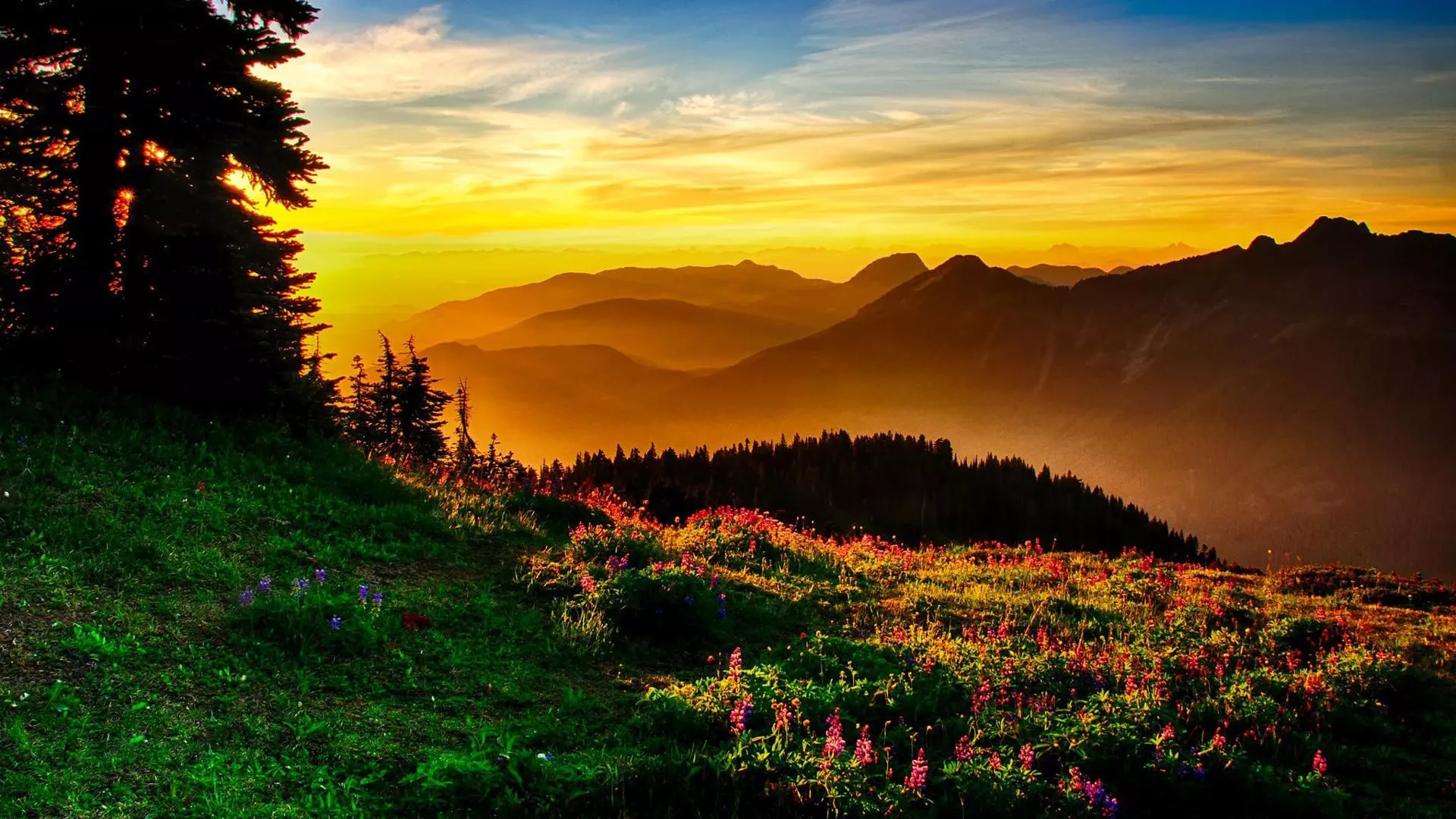 Bush Plants Trees Landscape View