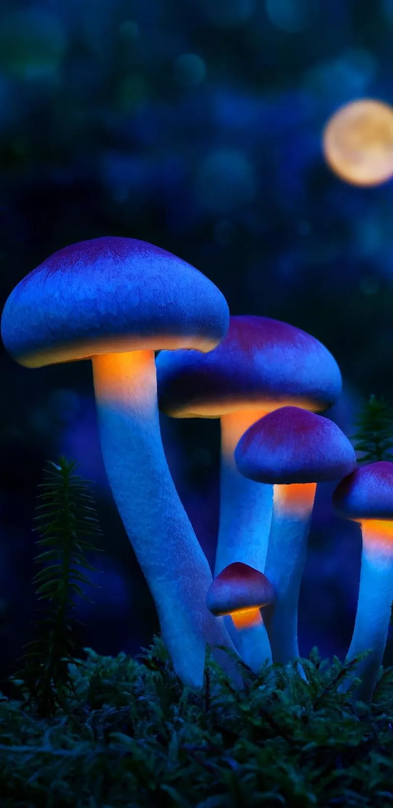 HD blue mushroom wallpaper