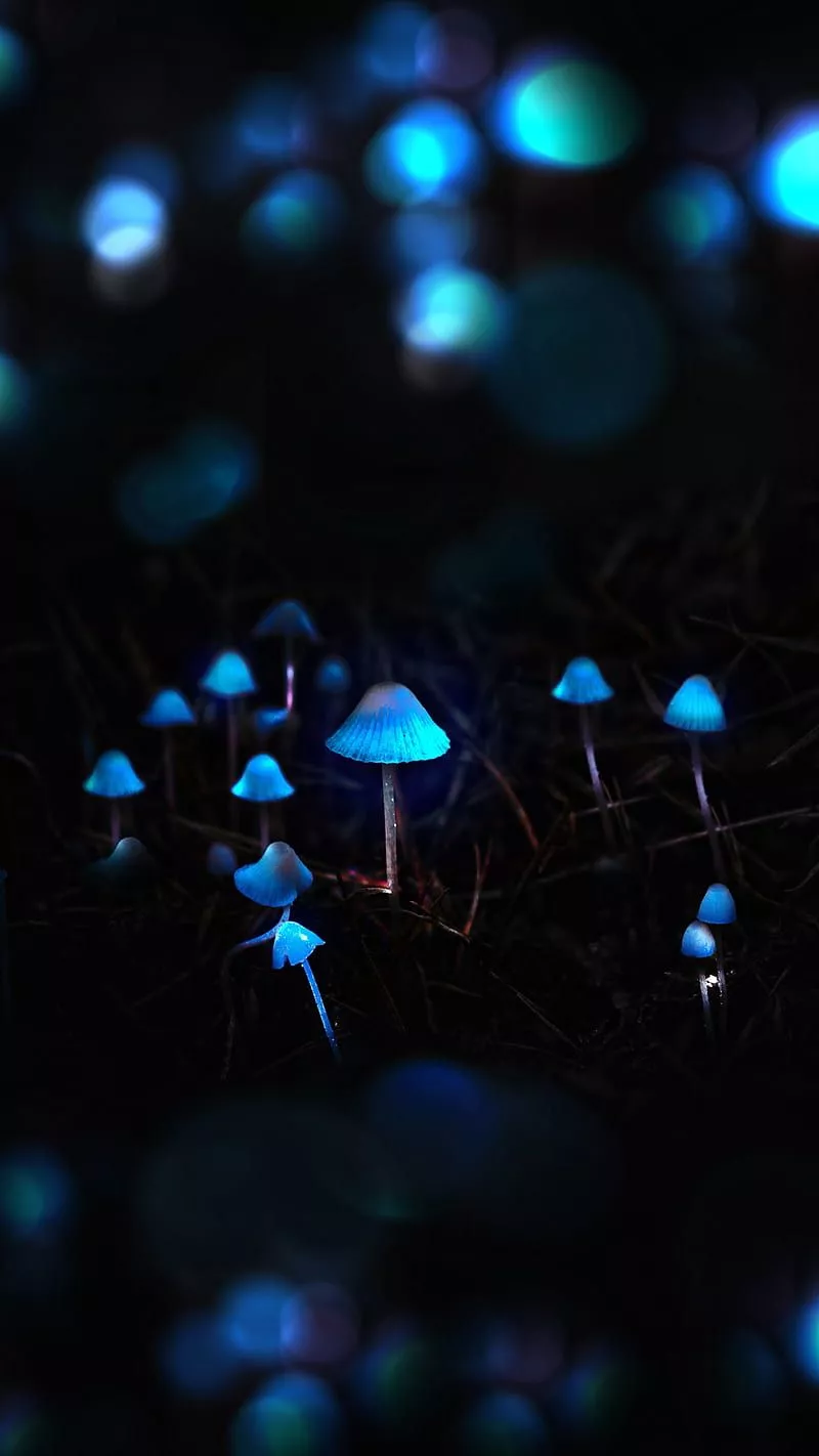 HD dark mushroom wallpaper
