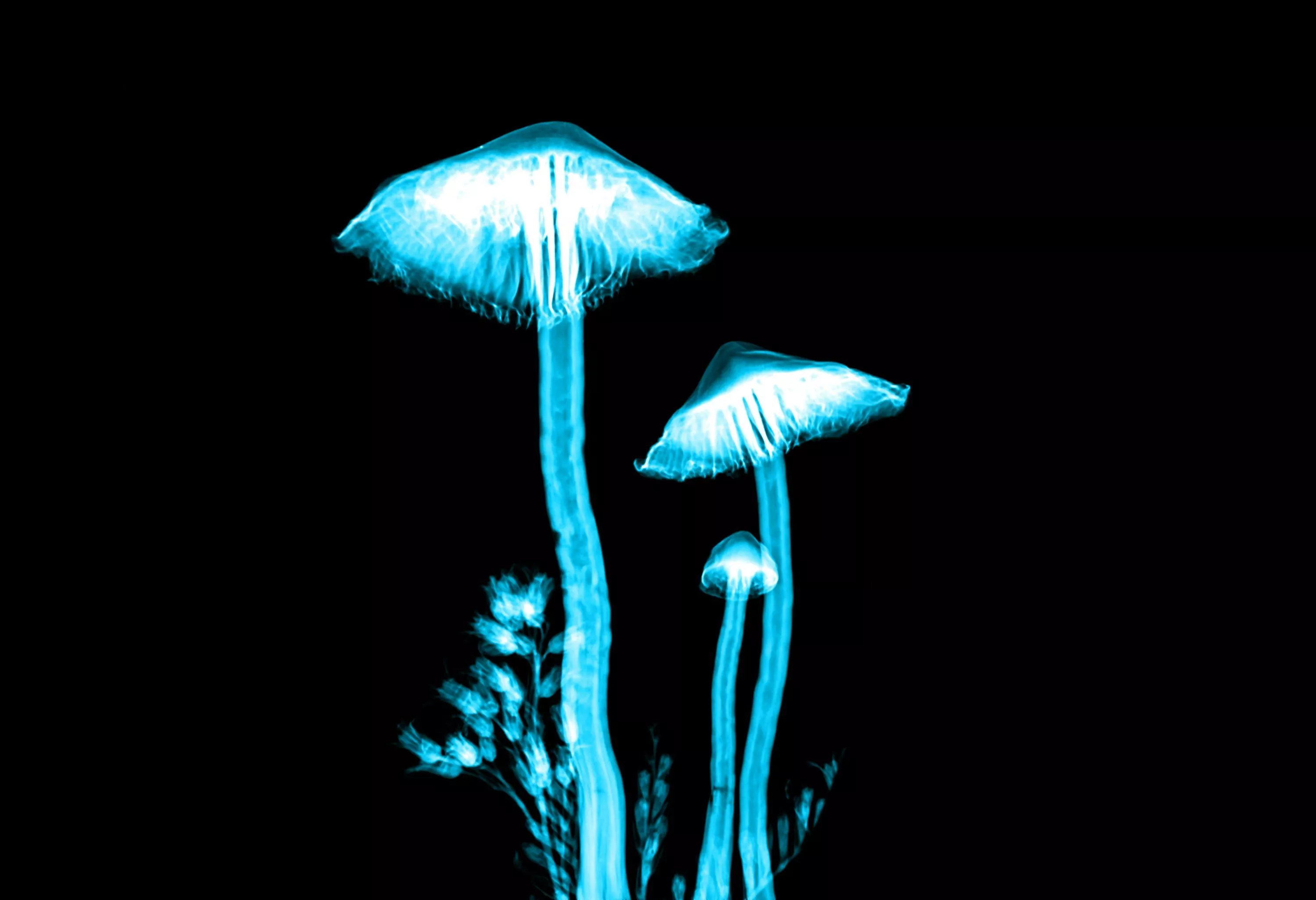 Magic Mushrooms Picture