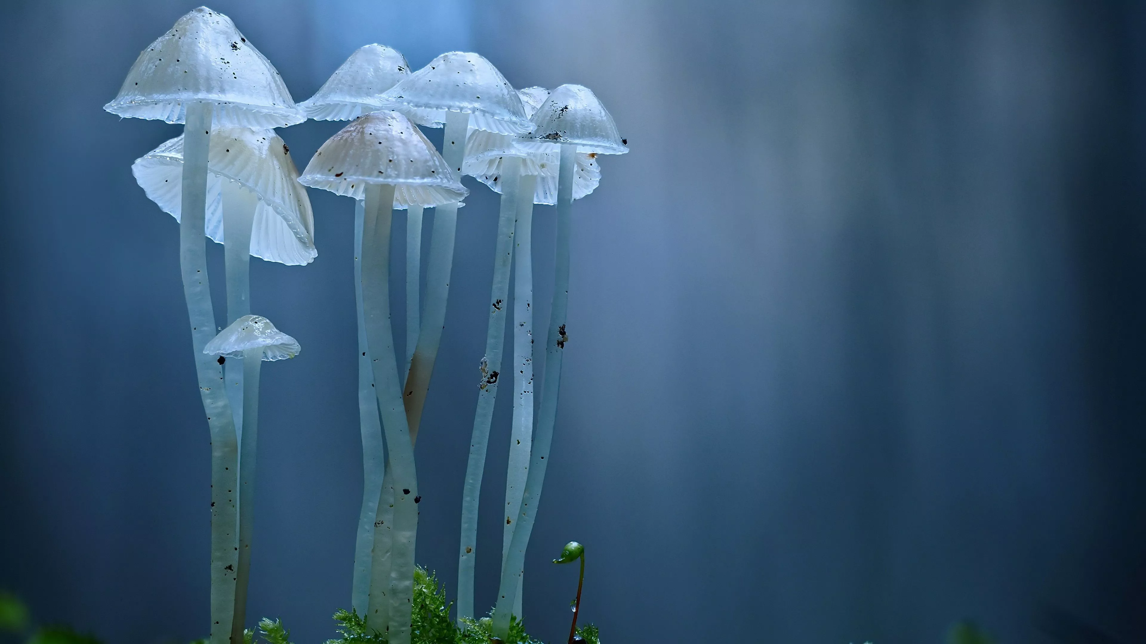Closeup View Of White Mushroom In Blur