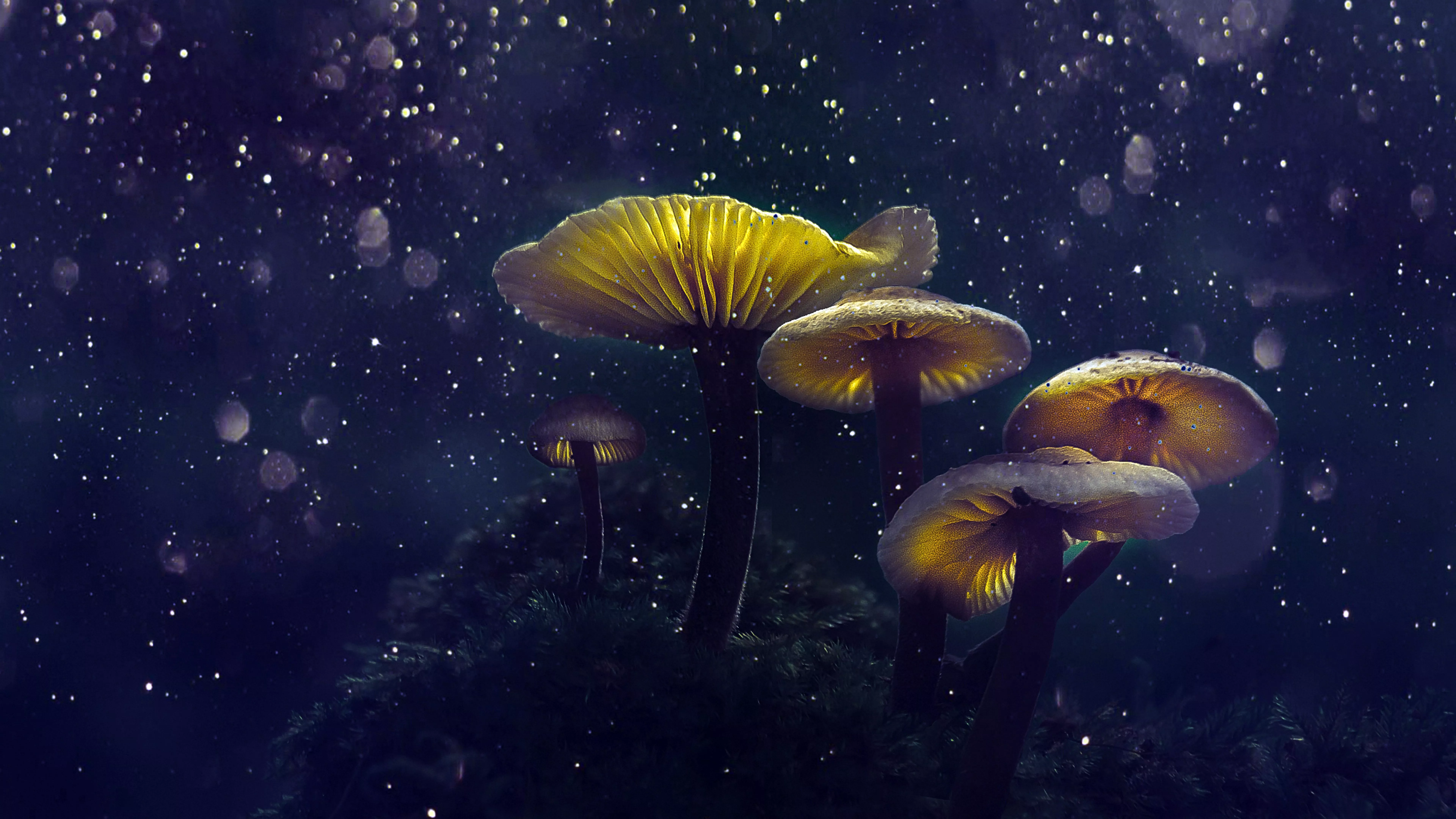 Magical Mushrooms 4K 8K Wallpaper. HD