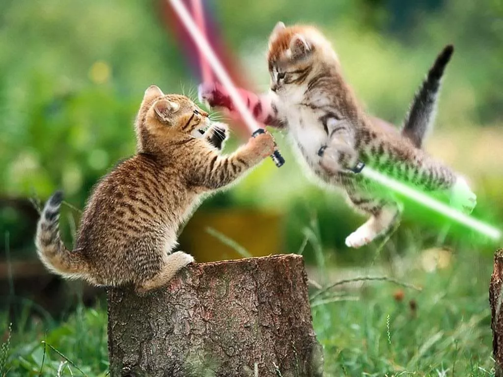 Jedi Kittens