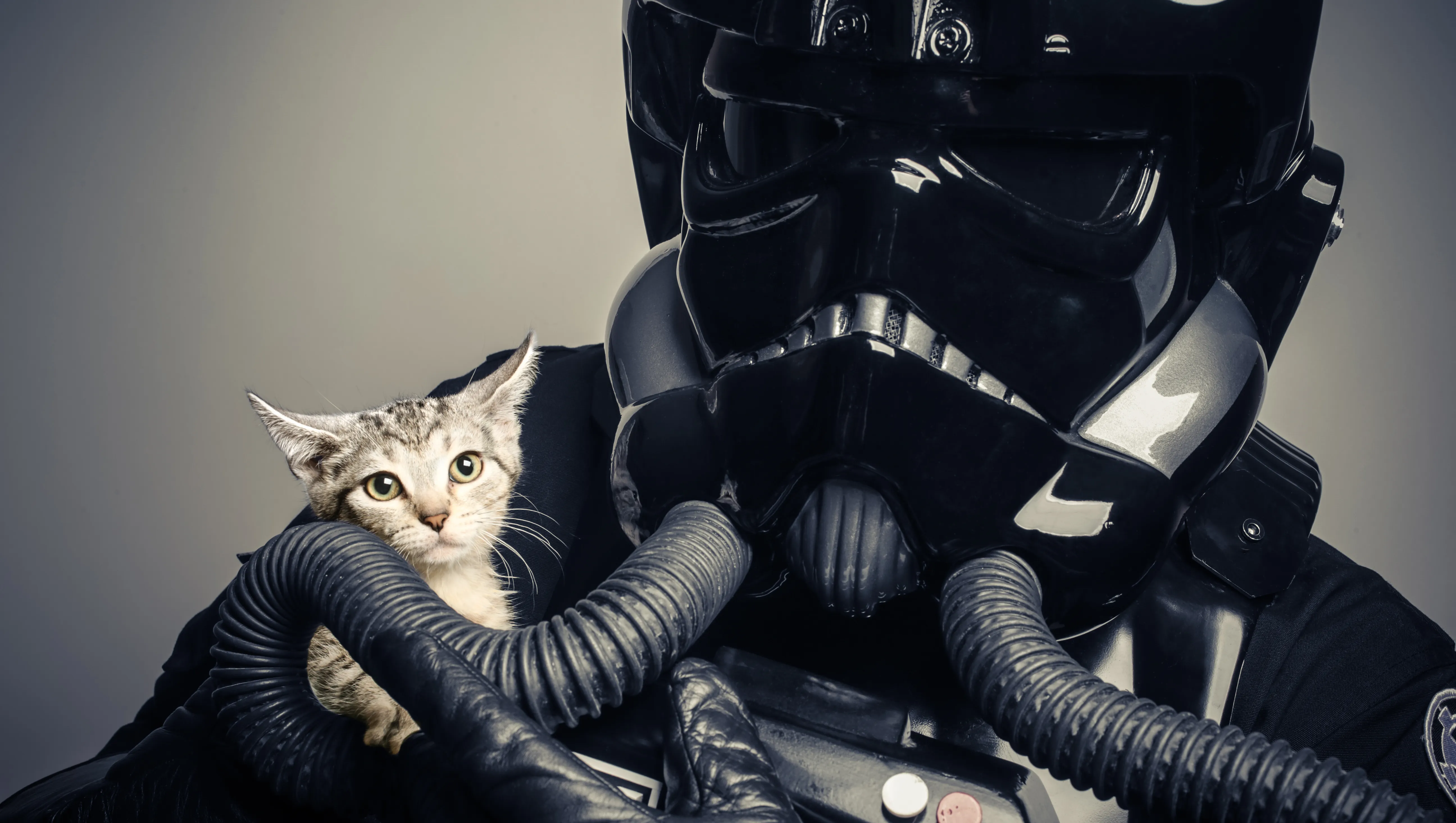 FACE cats up for adoption