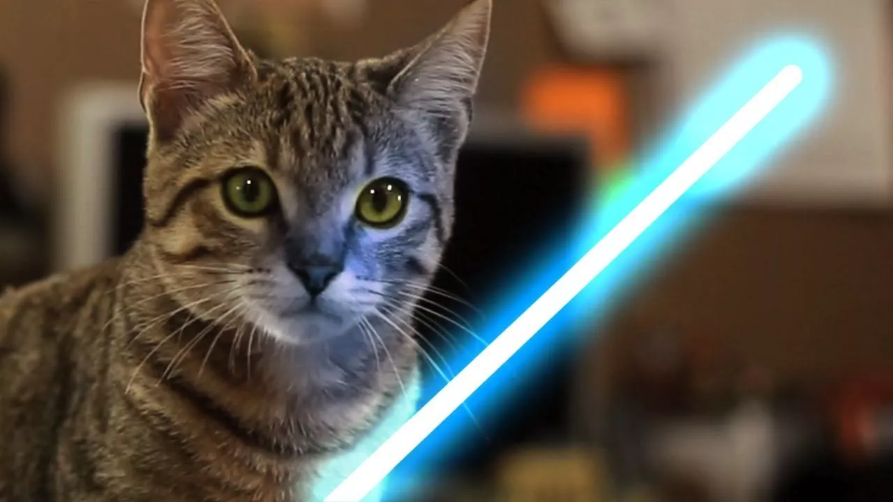 Jedi Kitten Force Awakens