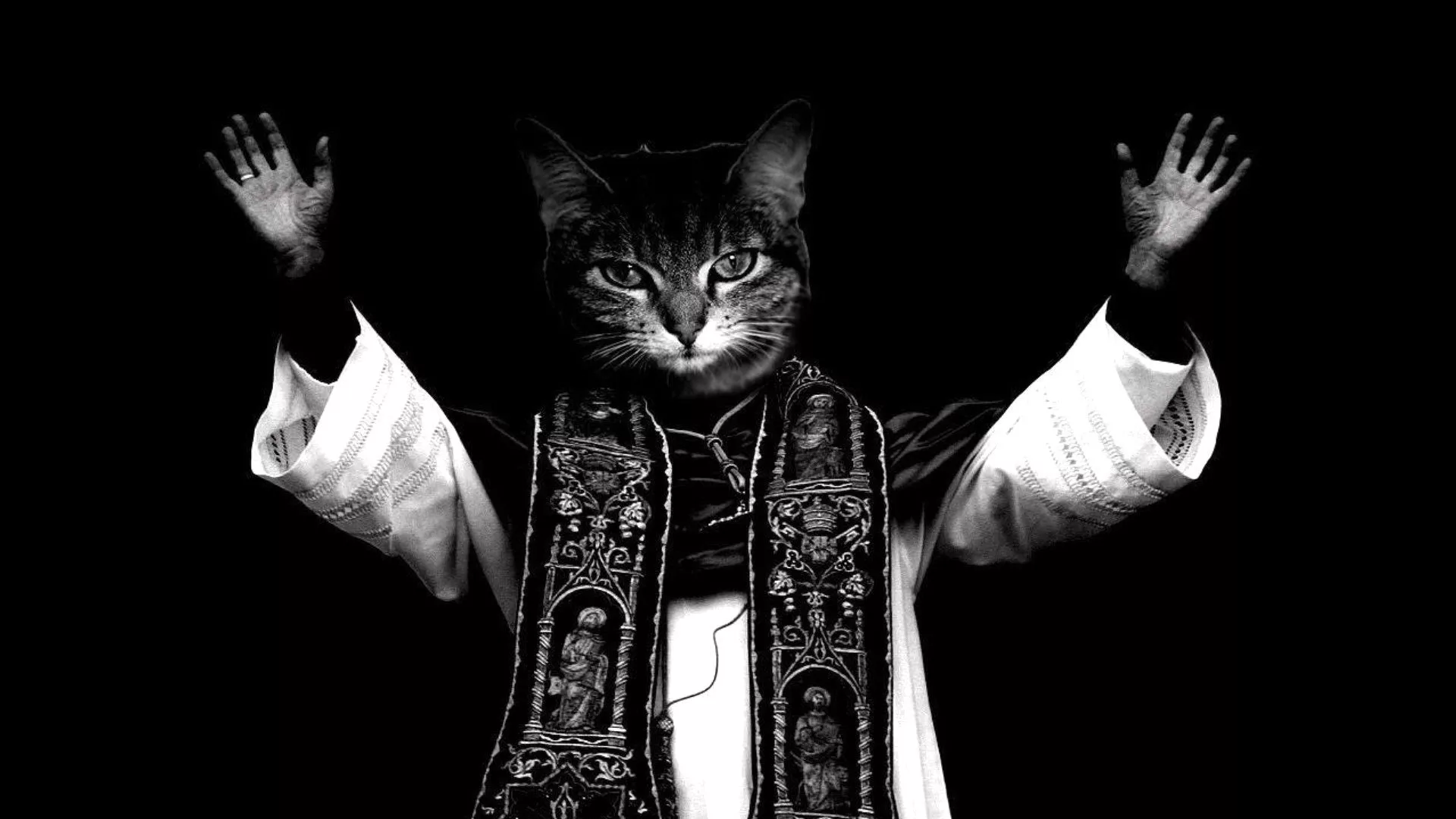 Download Funny Cat HD Wallpaper