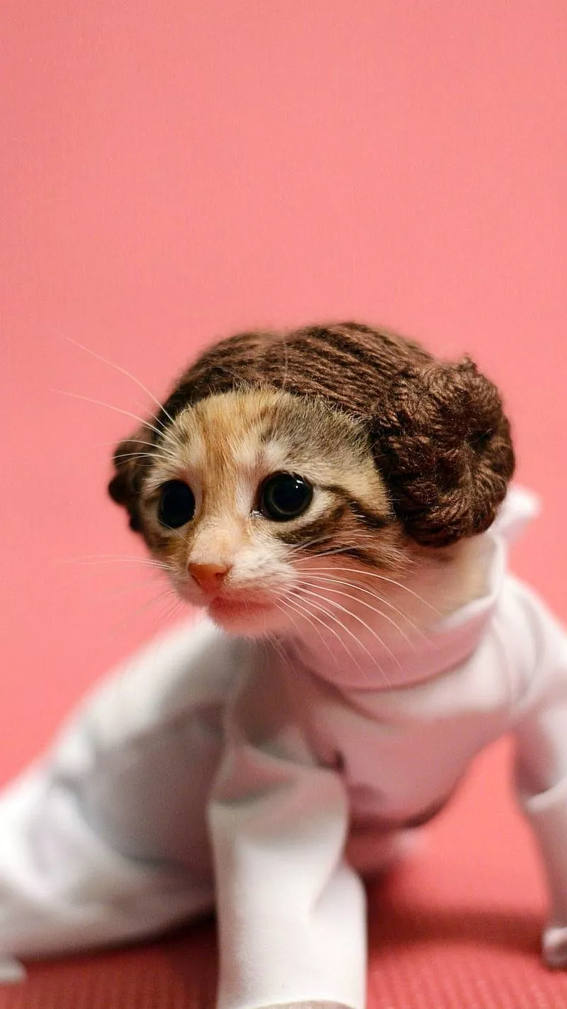 Leia Kitten, cat, halloween, halloween