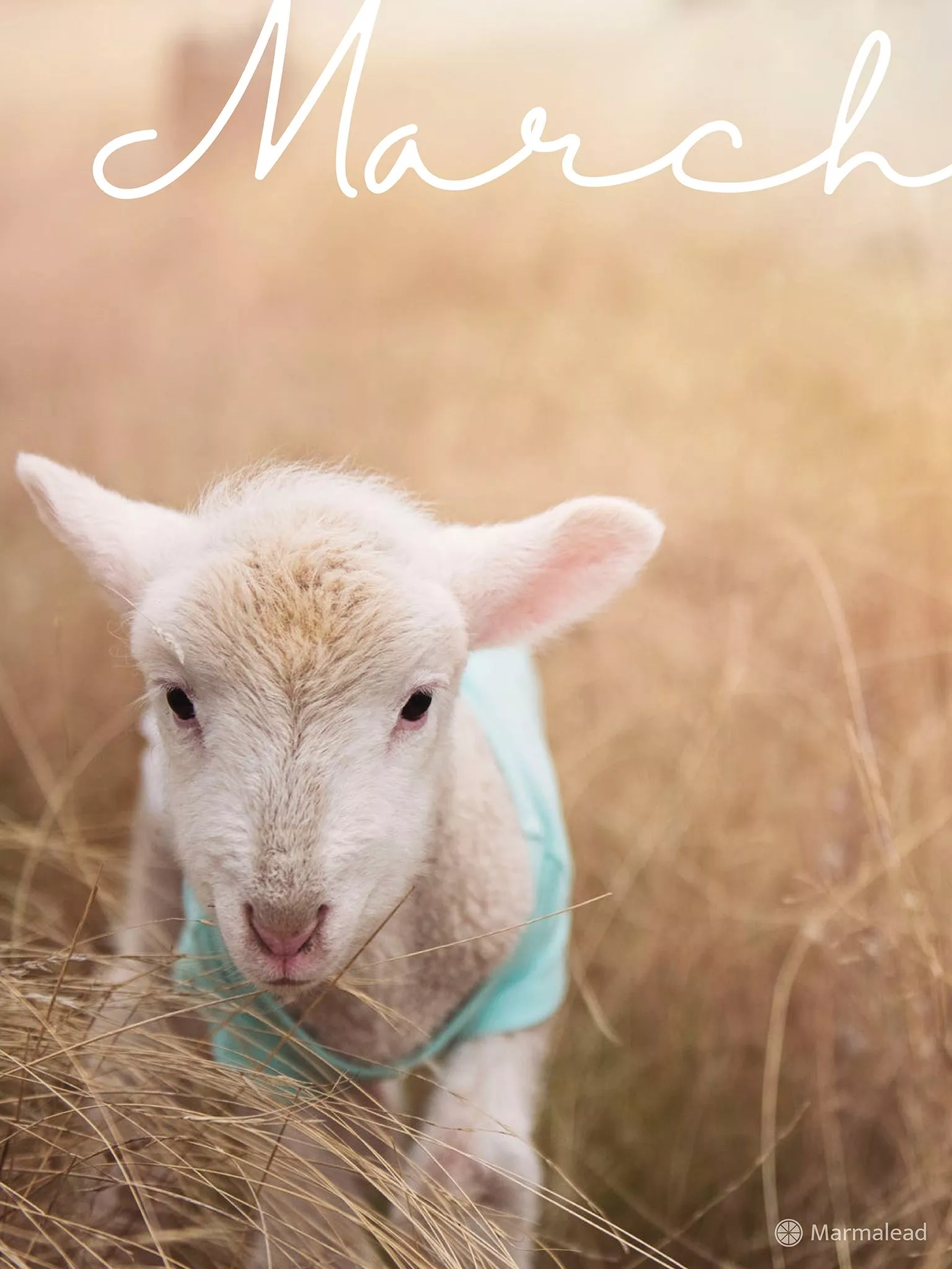 Free Desktop Calendar