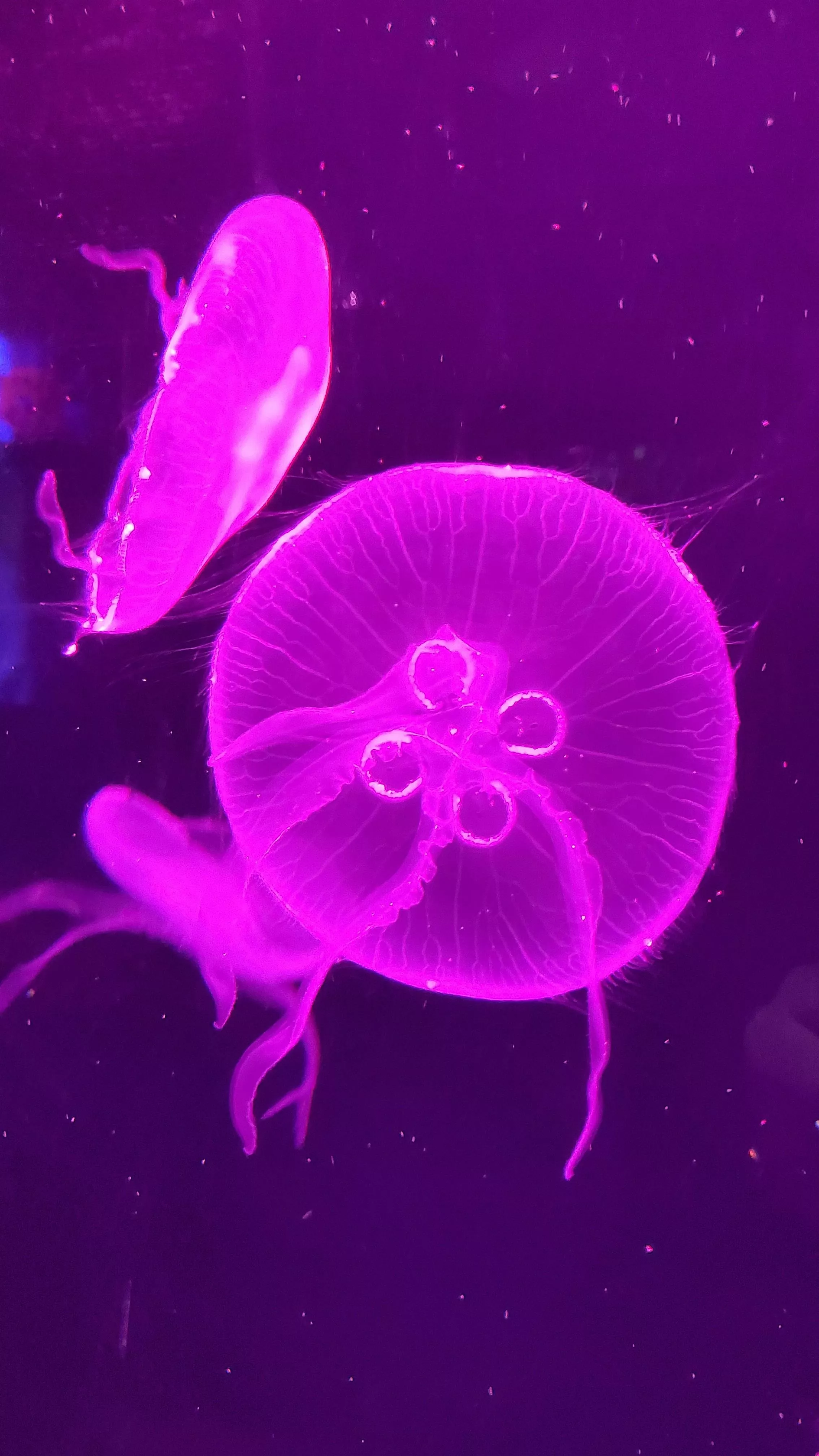 Pink Jellyfish in Close Up Shot · Free