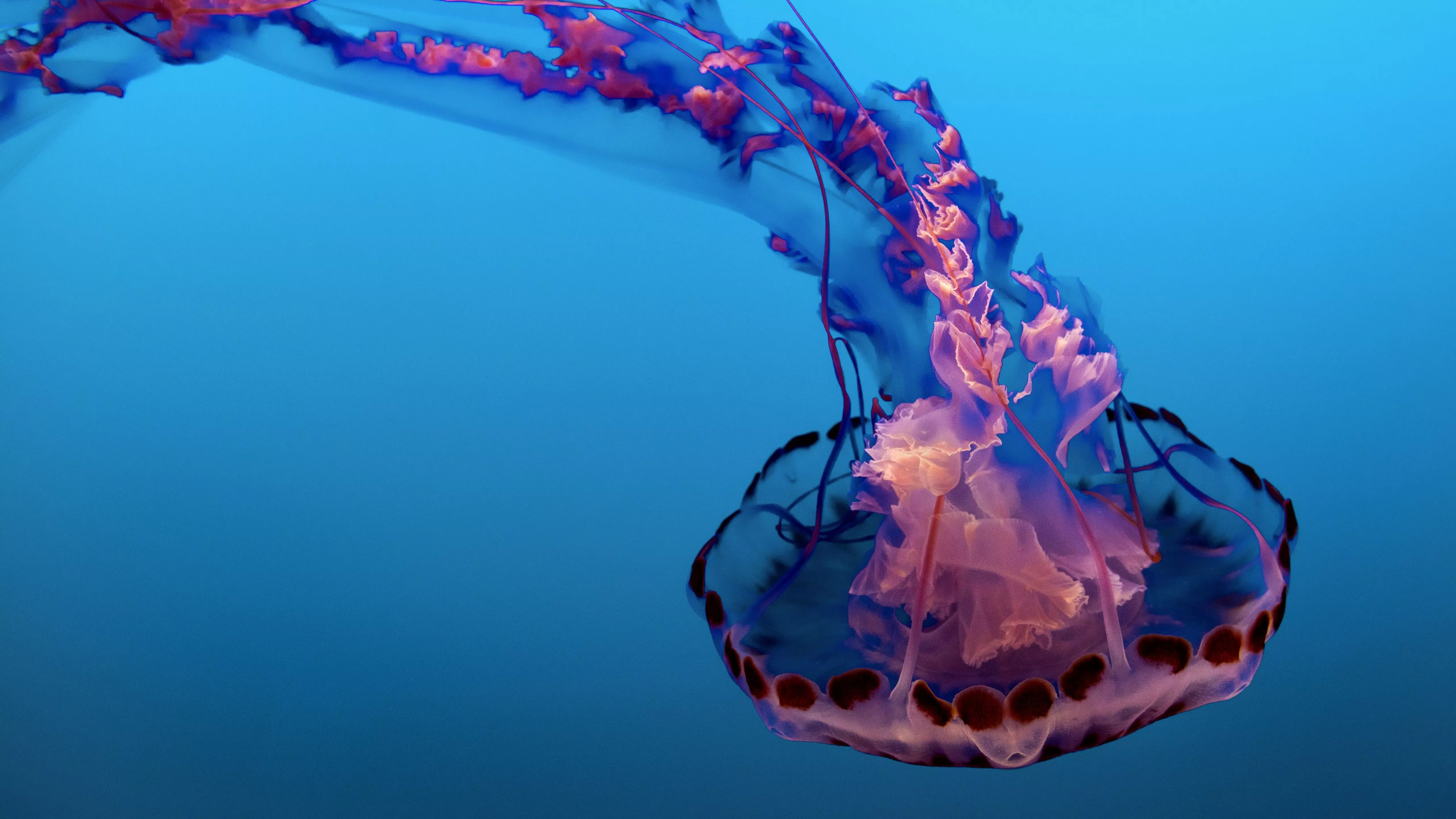 Jellyfish Wallpaper 4K, Pink, Underwater