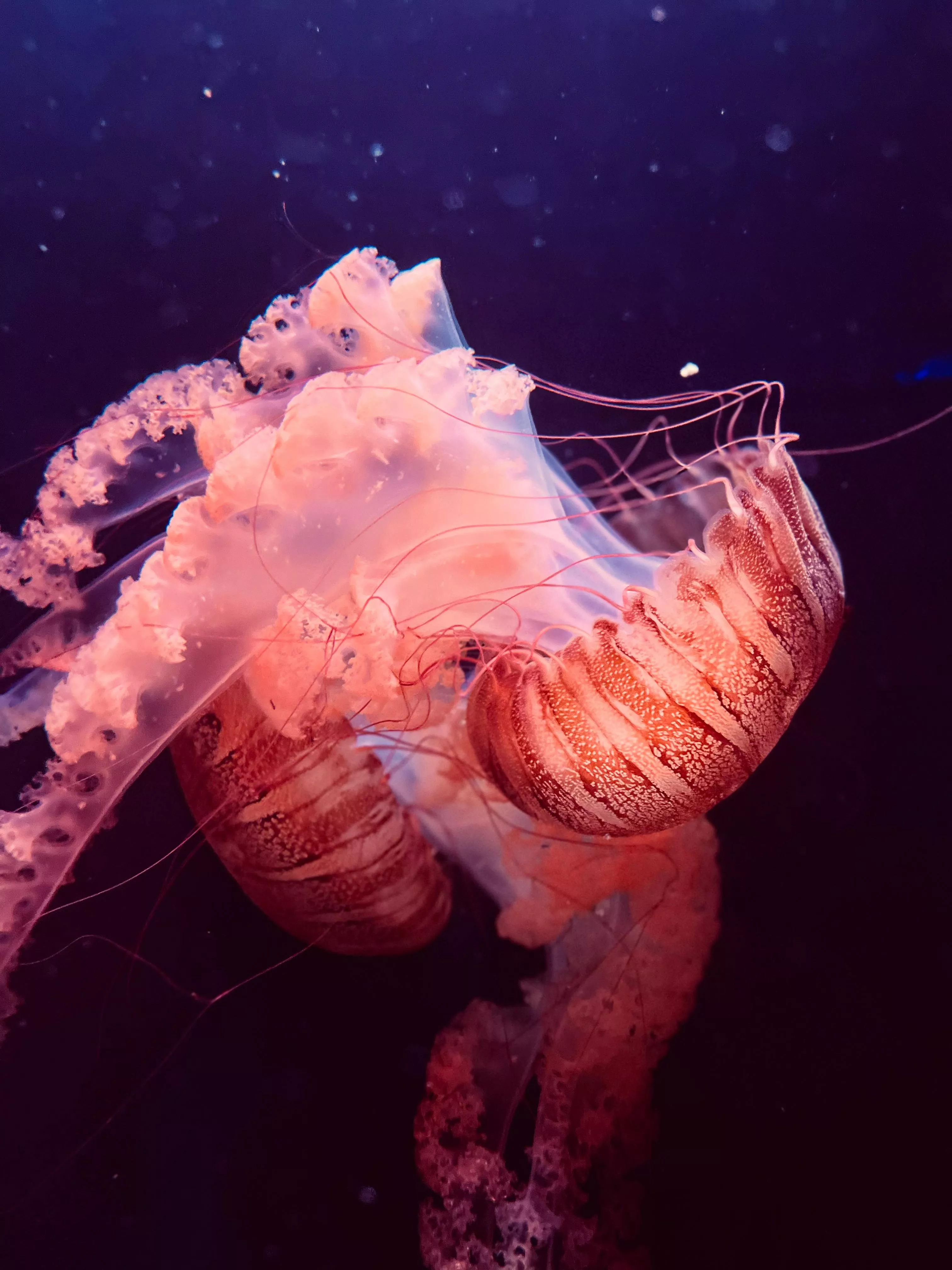 Pink Jellyfish on Water · Free