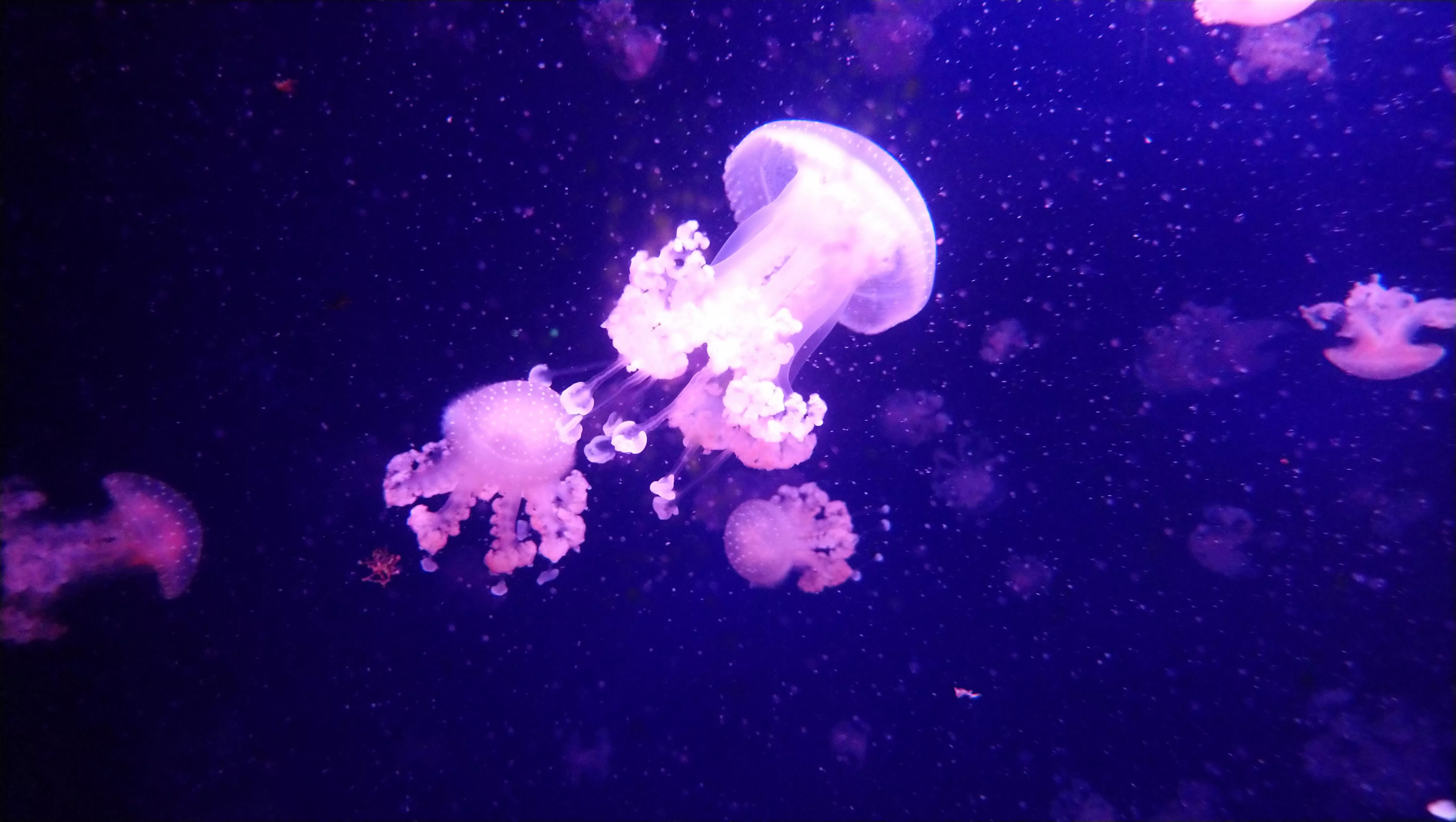 Pink Jellyfish in Ocean · Free