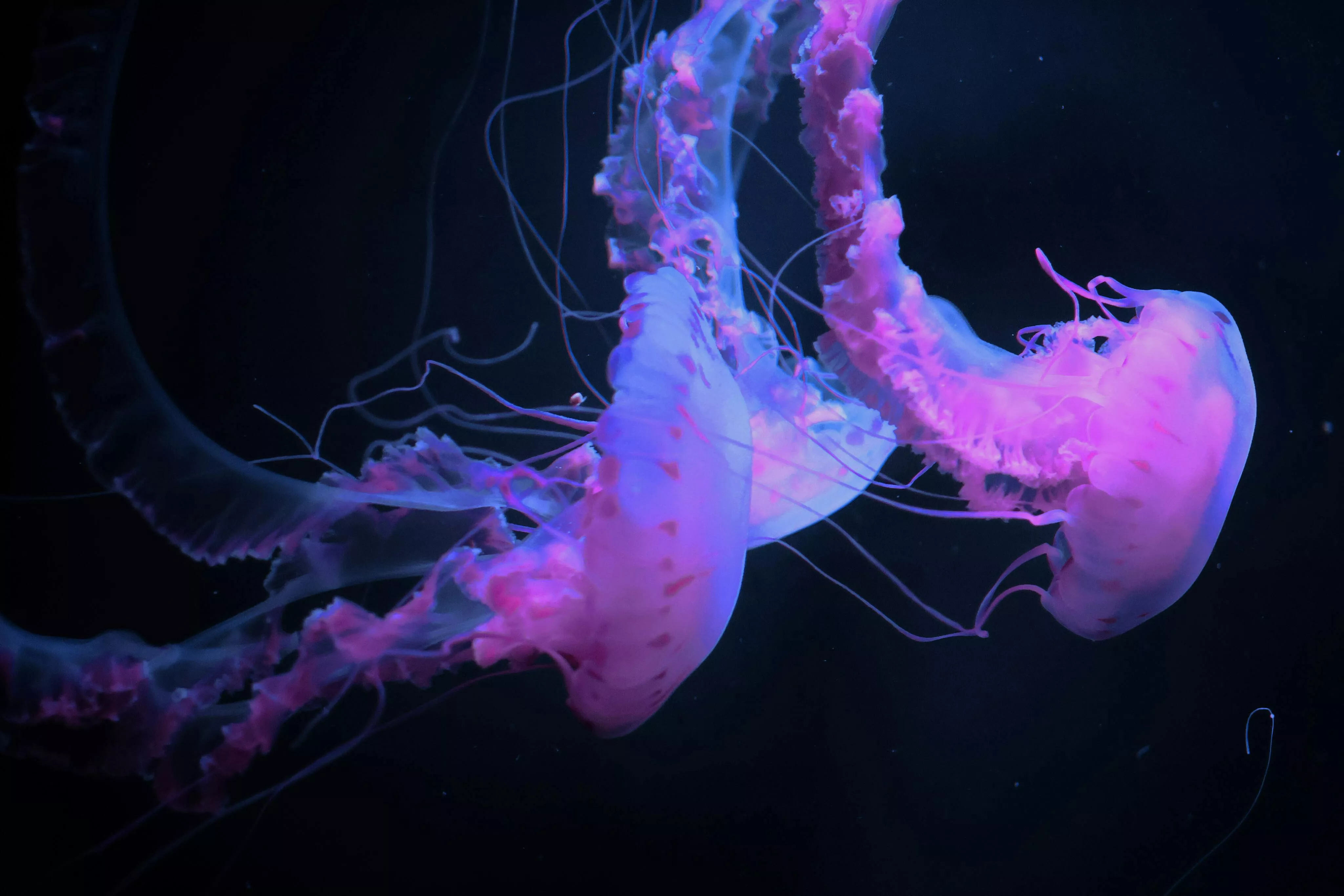 Vibrant Pink Jellyfish in Dark Ocean